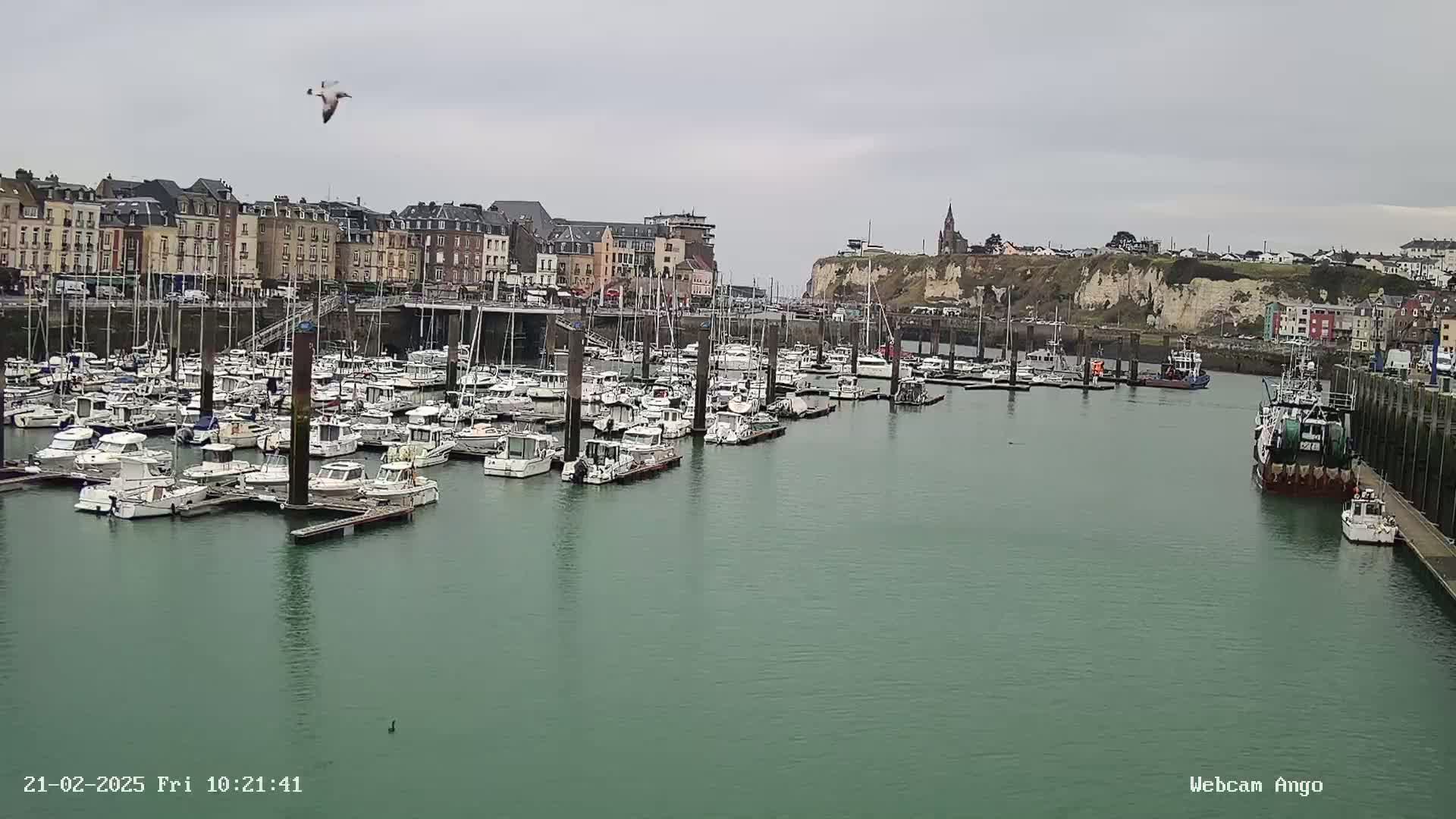 A harbor filled with numerous boats is situated in front of a town under an overcast sky, with a bird flying overhead.