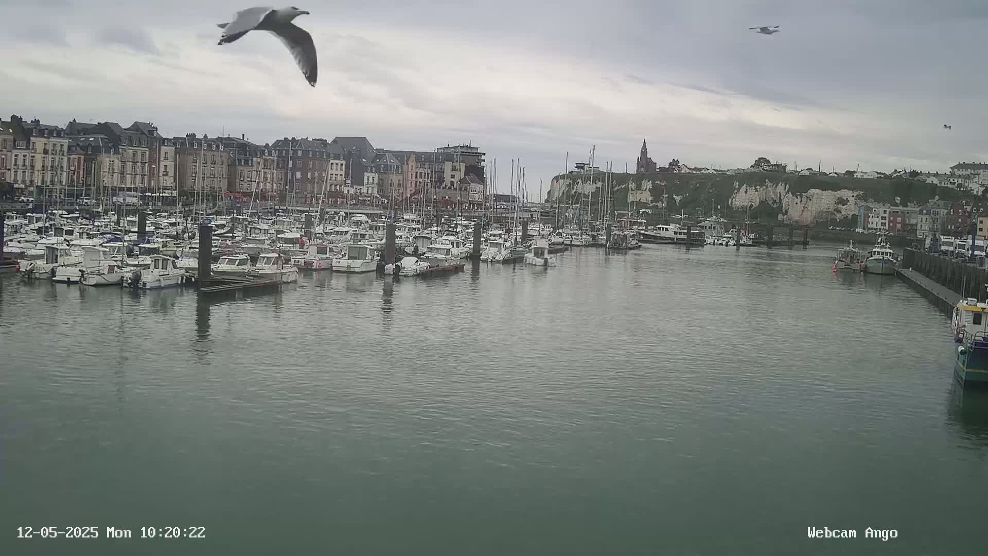 A harbor filled with numerous boats is situated in front of a town under an overcast sky, with several seagulls flying overhead.
