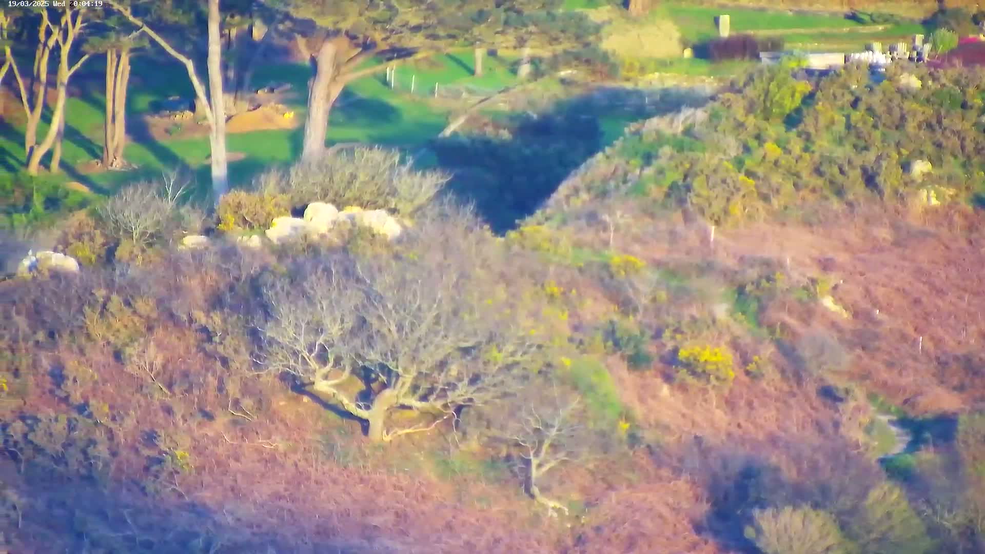 A hillside covered in low shrubs and leafless trees in the afternoon sun, with a grassy area and taller trees in the background.