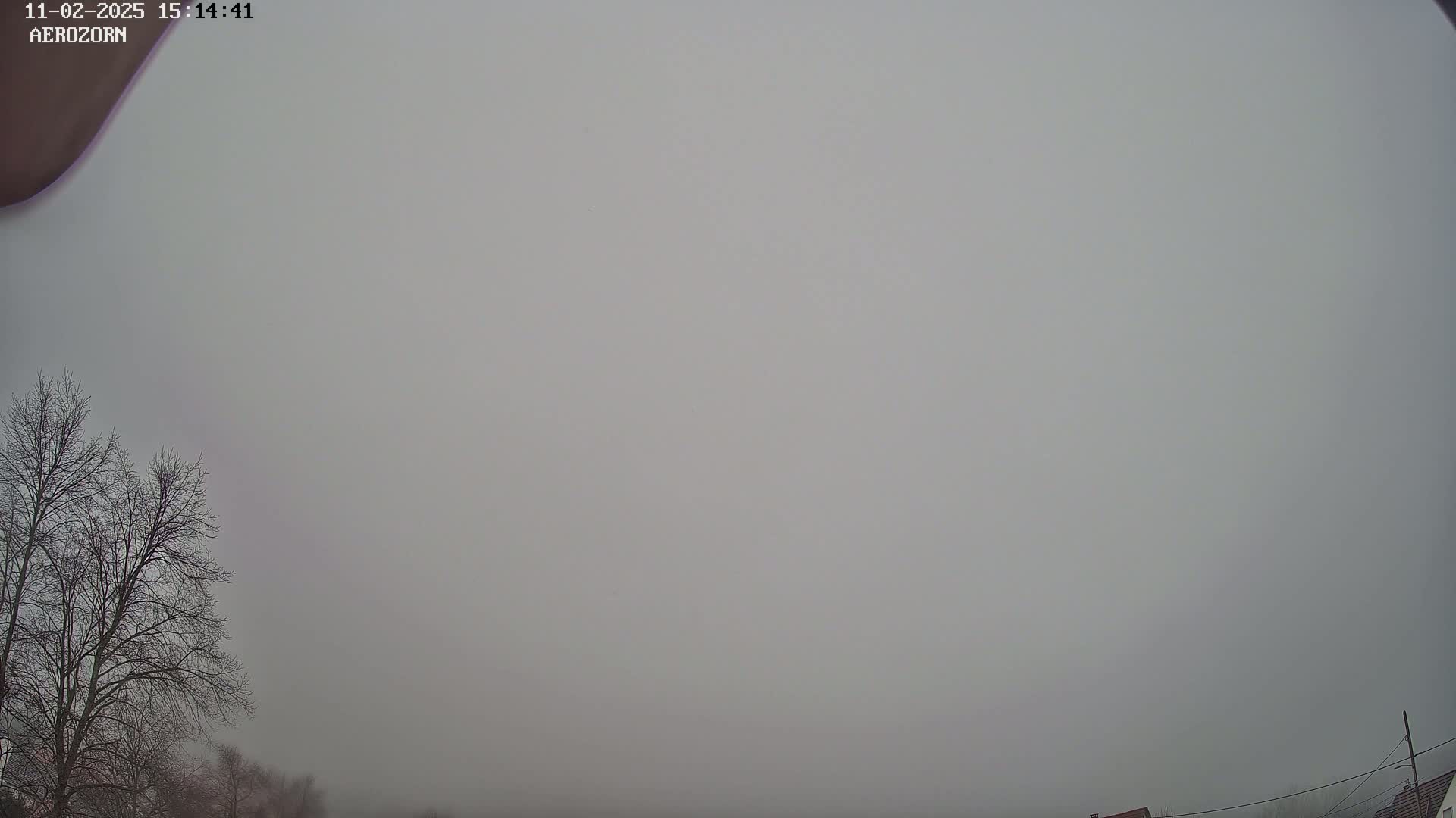 A mostly bare tree stands in the foreground under a thick, gray fog.