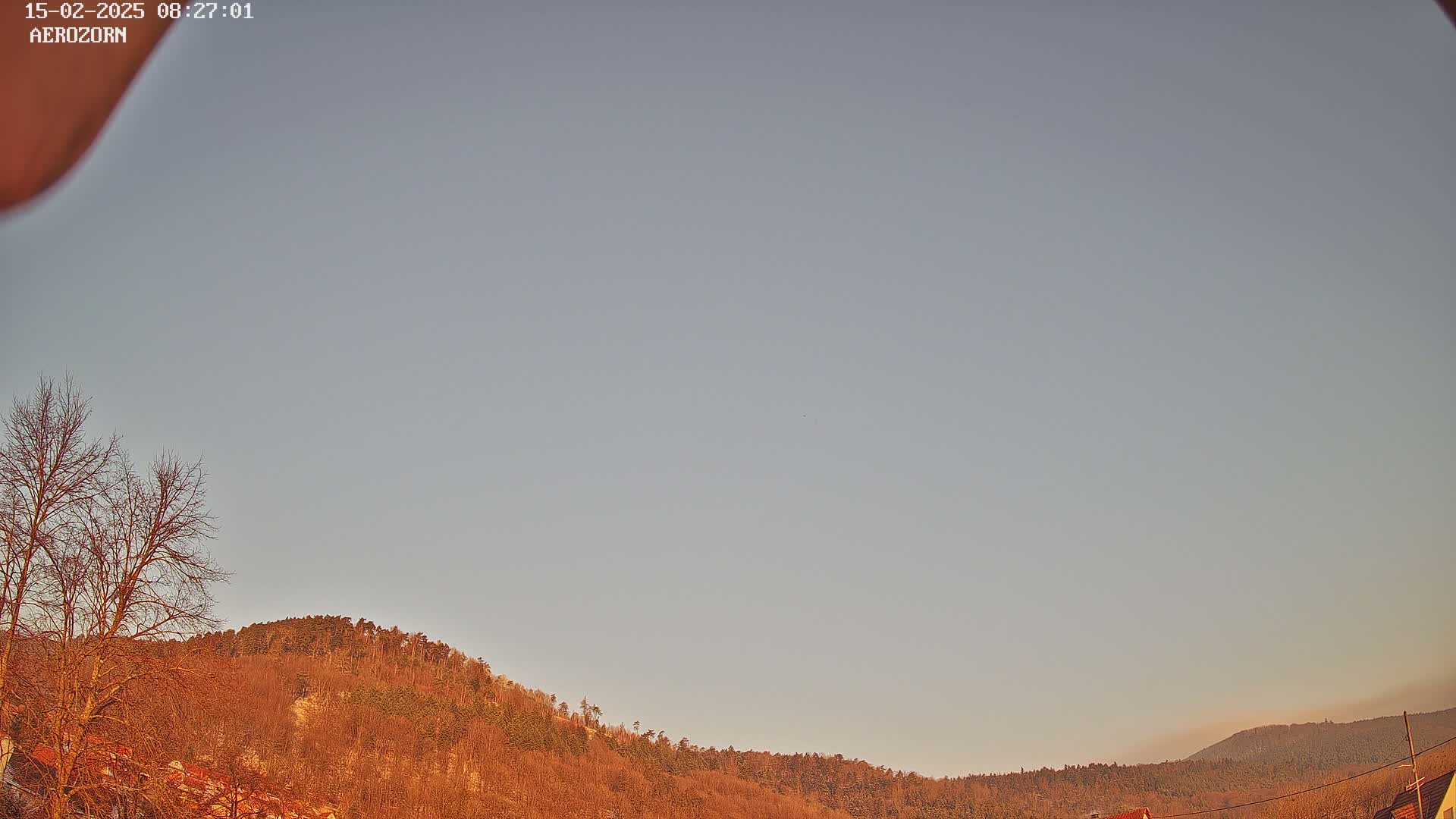 Under a pale, clear sky, a line of bare, brown trees covers a gently sloping hill.