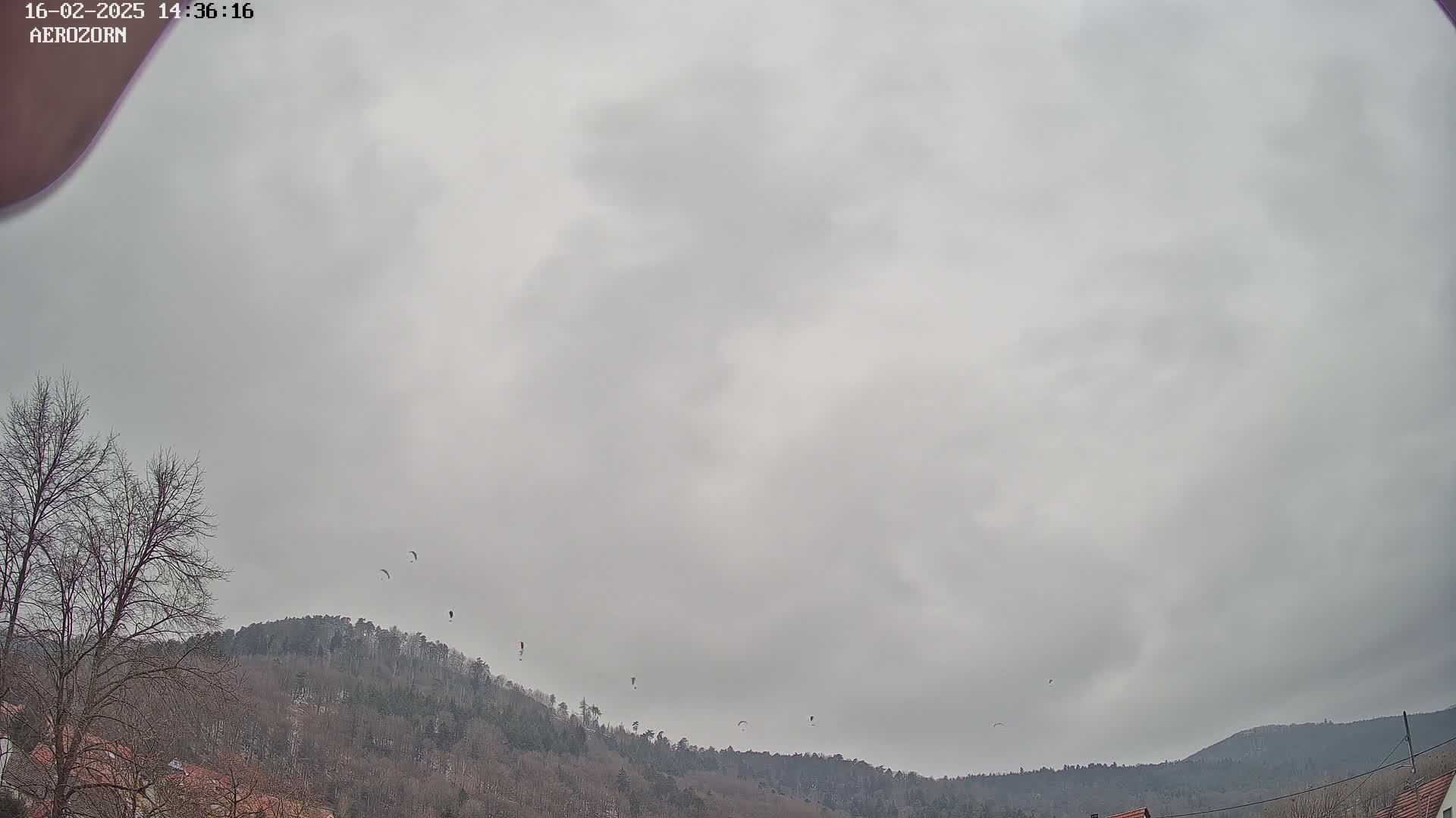 Several paragliders fly against a heavily overcast sky above a line of bare, winter trees and hills.