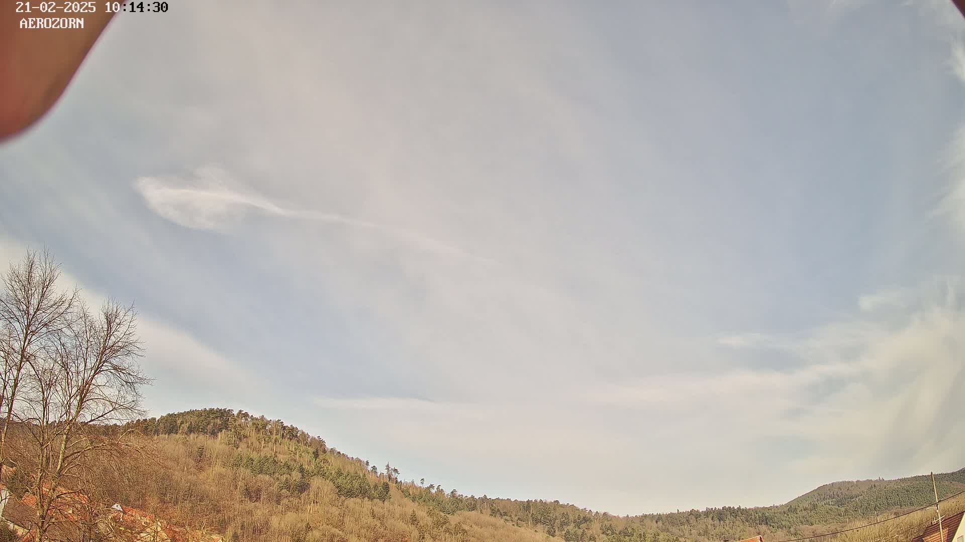 A mostly clear sky with thin clouds above a gently sloping hillside covered in leafless trees.