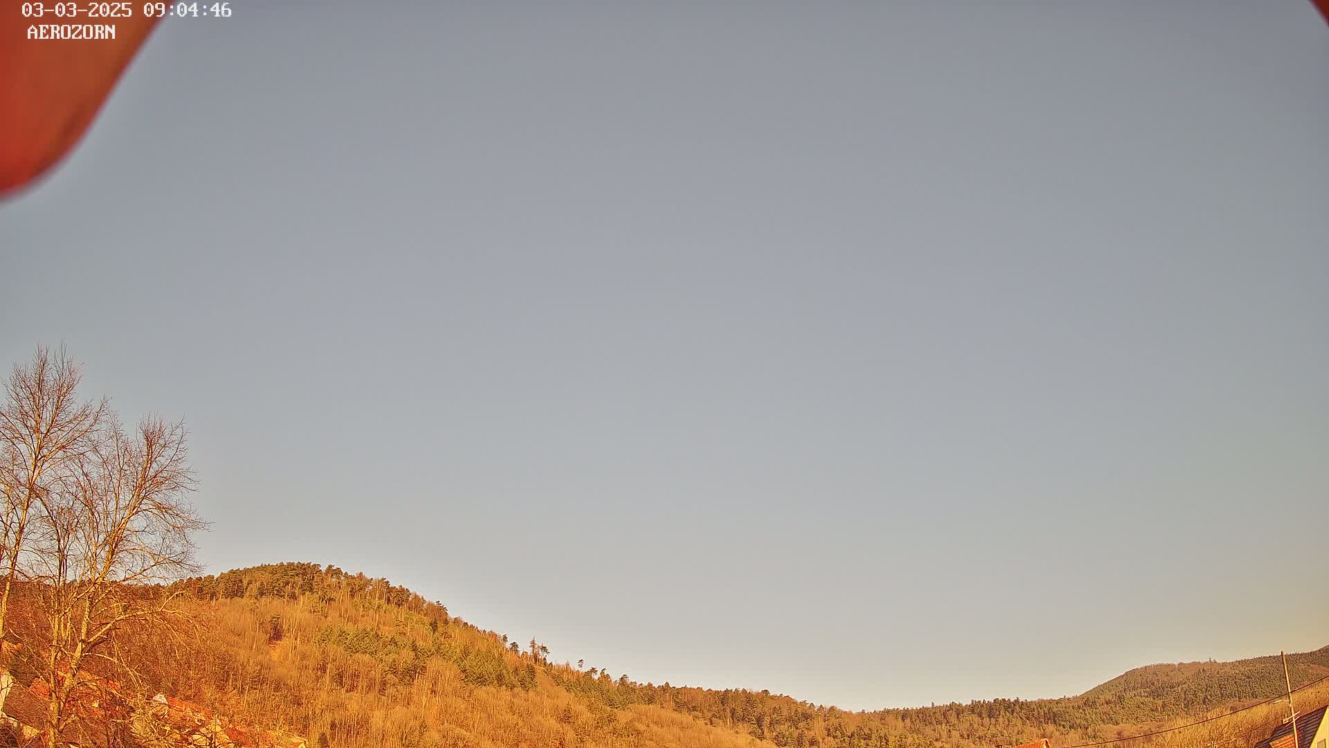 Under a pale, clear sky, a gently sloping hillside covered in mostly bare, golden-brown trees stretches across the view.