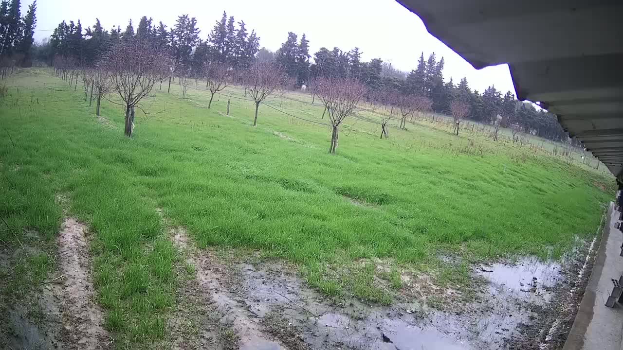 A muddy, grassy field with sparsely planted trees is viewed from under an overhang on an overcast day.