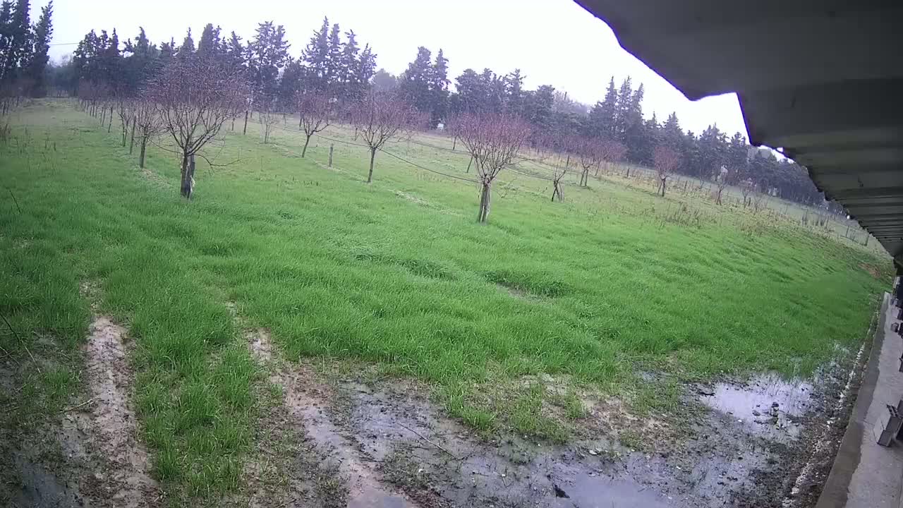 A grassy field with young trees, muddy tire tracks, and puddles under an overcast sky.