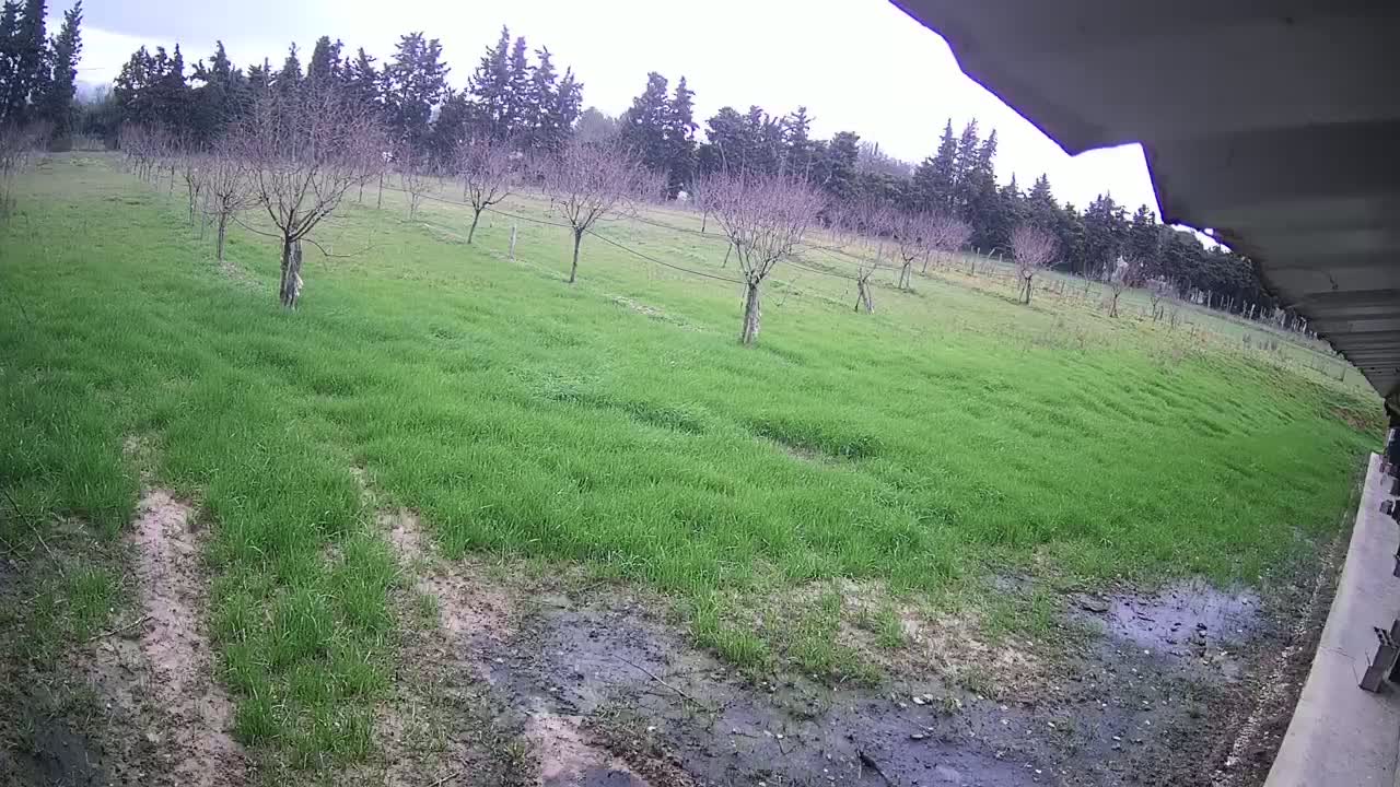 A muddy, grassy field with young, bare trees under an overcast sky is partially visible from under a roof overhang.