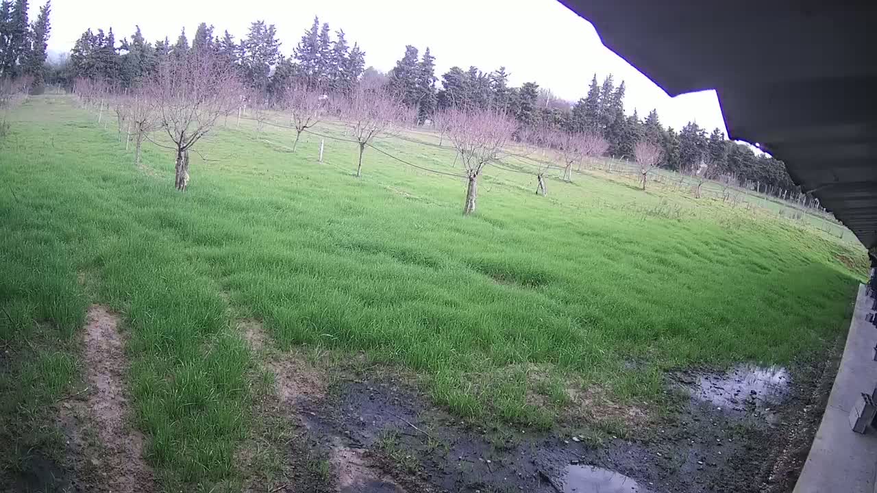 A field of bright green grass with several bare, leafless trees and muddy patches under an overcast sky.
