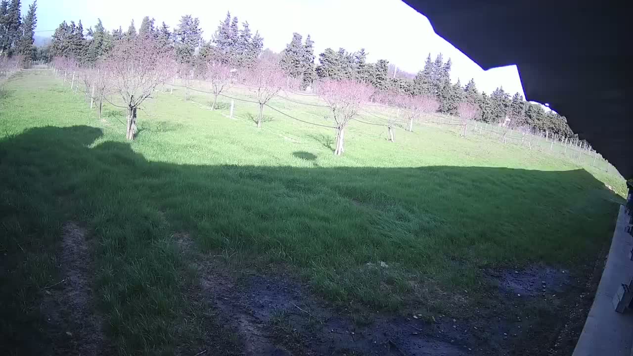 A grassy field with several young trees stretches out under a sunny sky, partially viewed from under a shadowed overhang.