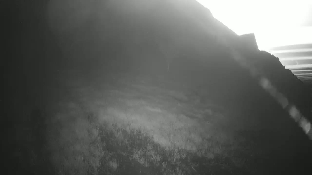 A hazy, bright-lit hillside slopes down to a foreground of low-lying vegetation.