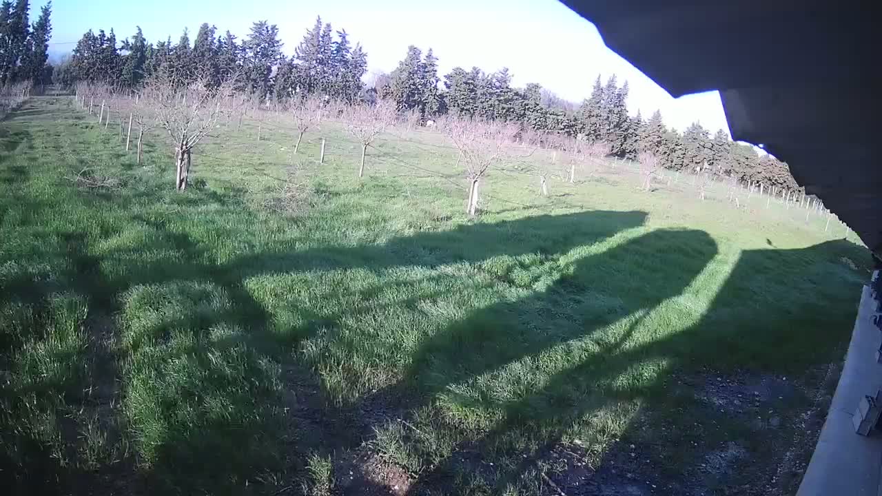 Long shadows fall across a grassy field with young trees under a sunny sky.