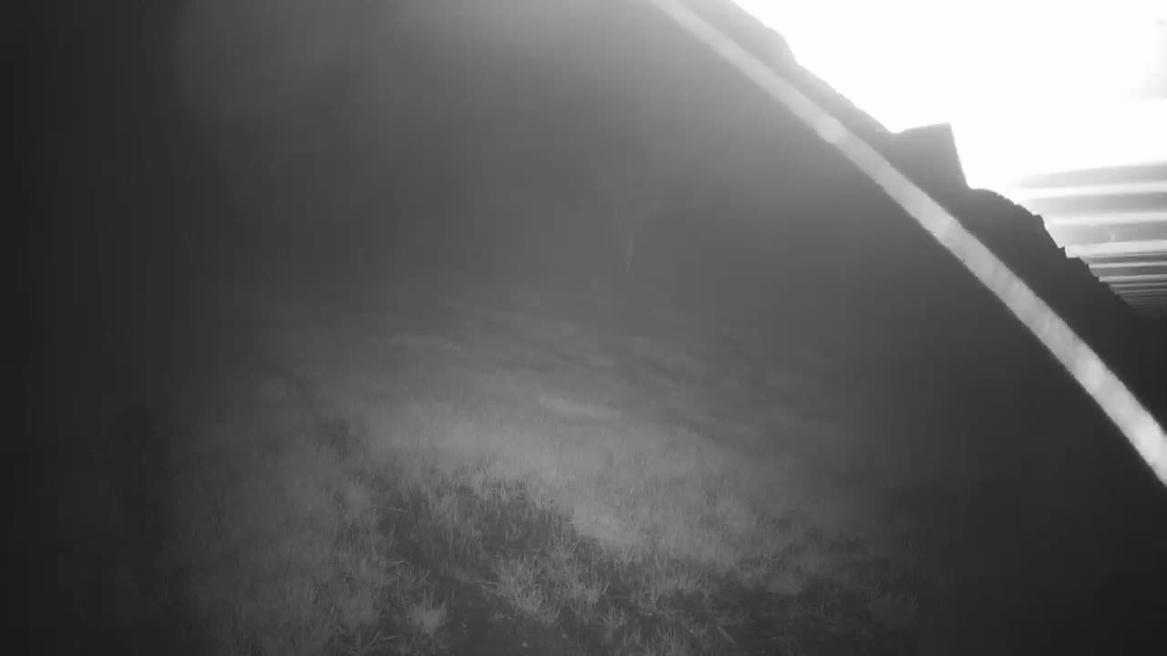 A foggy, low-light scene shows a grassy area sloping upward toward a dark, indistinct structure.