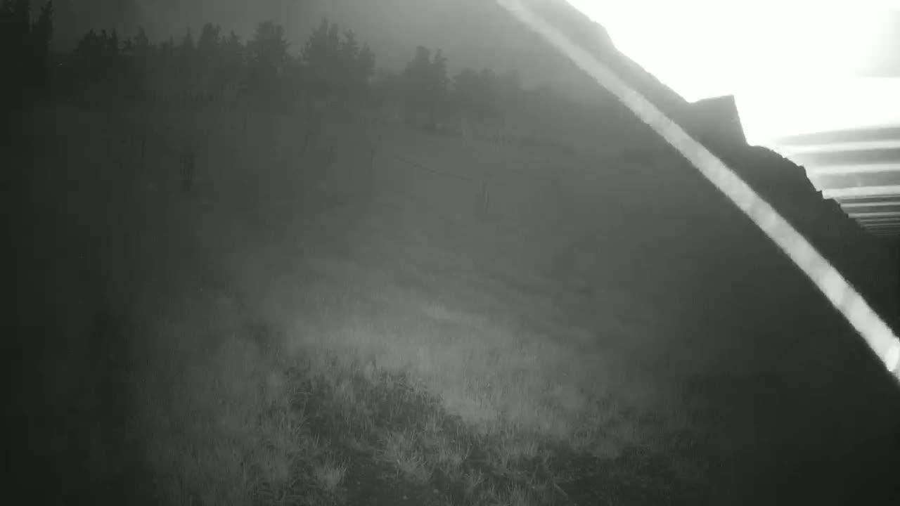 A hazy, possibly foggy, landscape shows a hillside covered in low vegetation with a line of trees in the background.