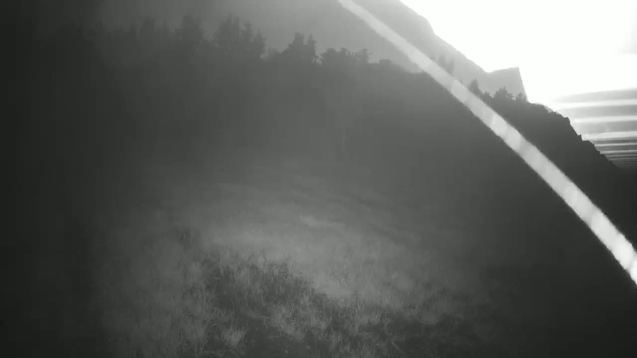 A hazy, possibly foggy, landscape shows a hillside covered in low vegetation with a dark line of trees on the hilltop.