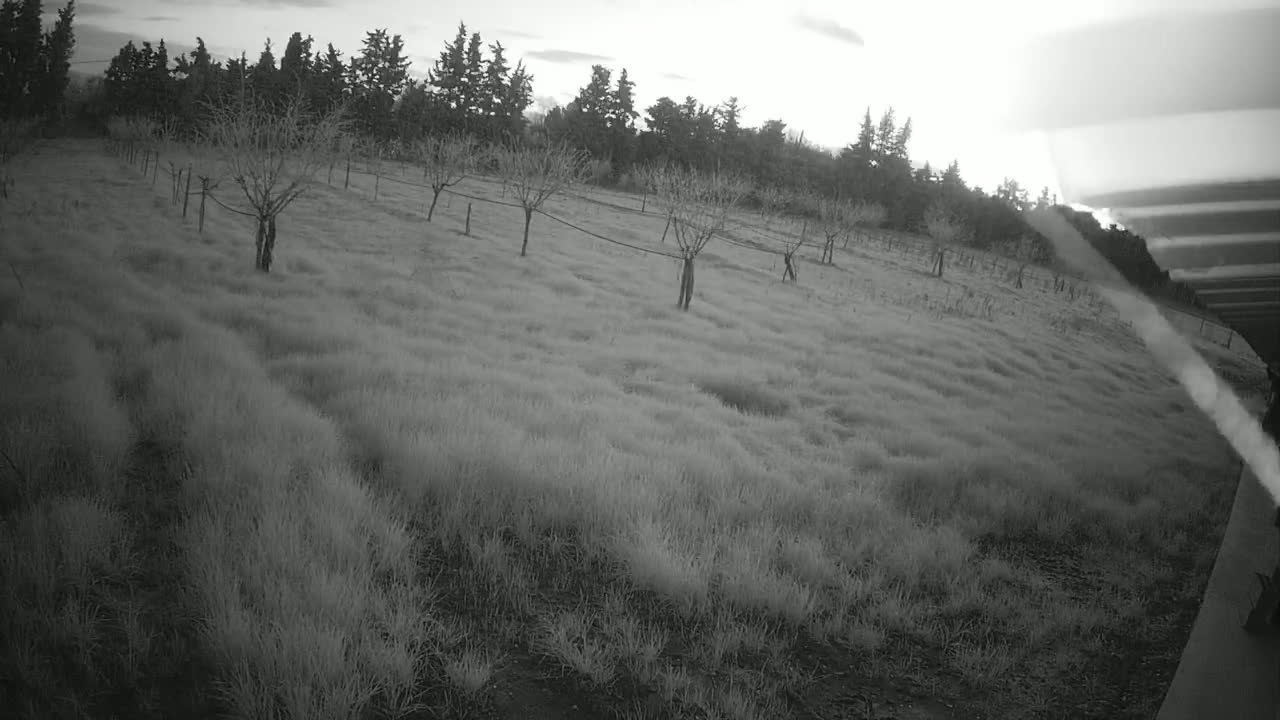 A field of tall grass under an overcast sky contains several small, sparsely-leafed trees.