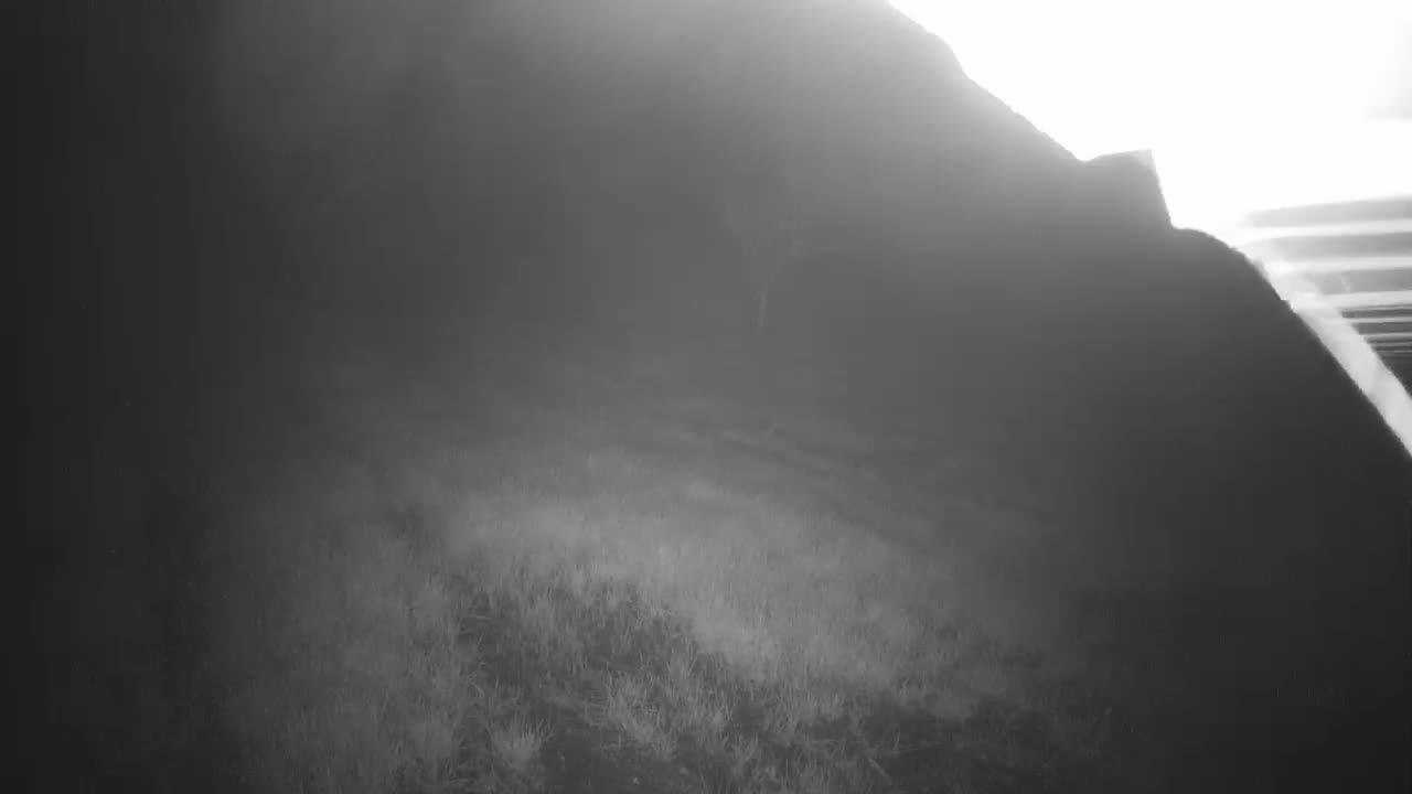 A foggy, low-light outdoor scene shows a dark hill or cliff in the background and sparse, low-lying vegetation in the foreground.