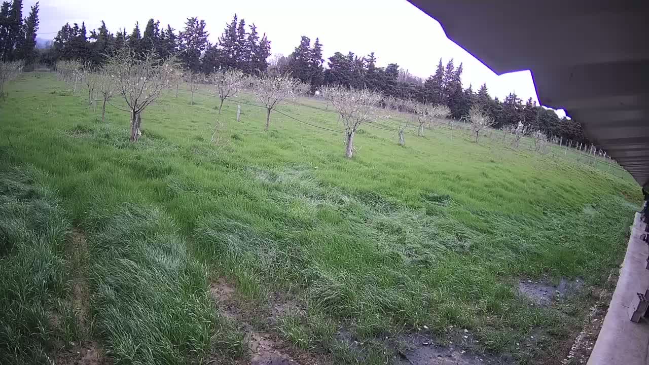 A grassy field with young trees, viewed from under a roof overhang on an overcast day.
