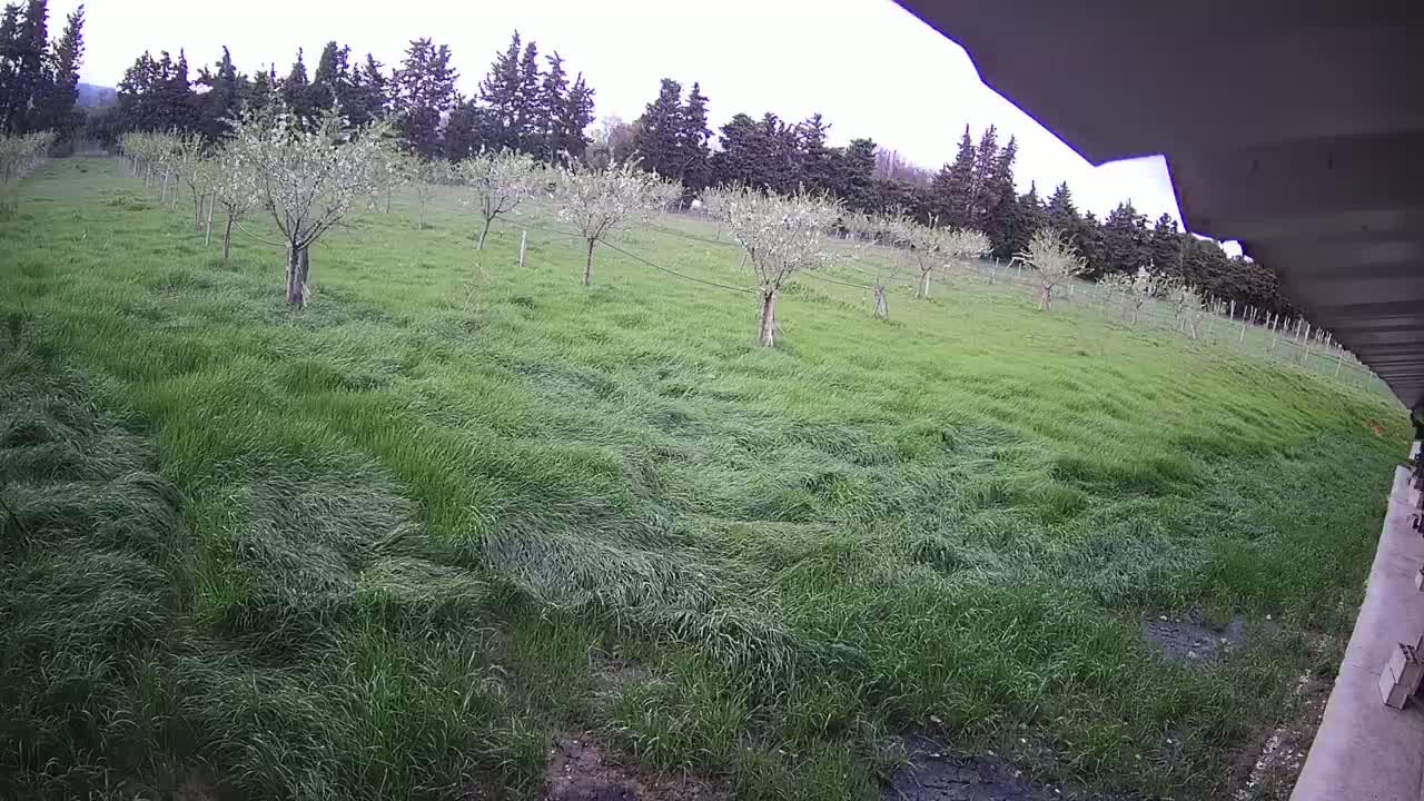 A grassy field with several young trees, viewed from under an overhang on an overcast day.