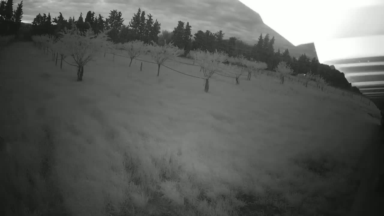 A field of young trees under an overcast sky is visible, with a line of taller trees in the background.