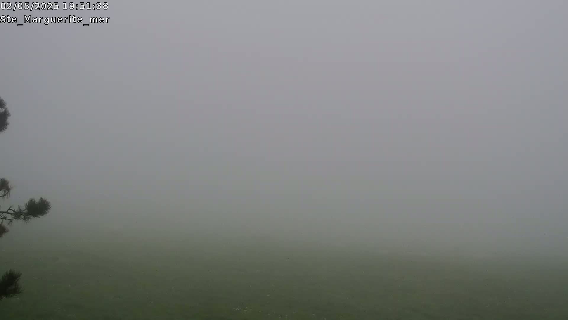 A thick fog obscures a view of a grassy field, with a portion of a pine tree visible in the bottom left corner.