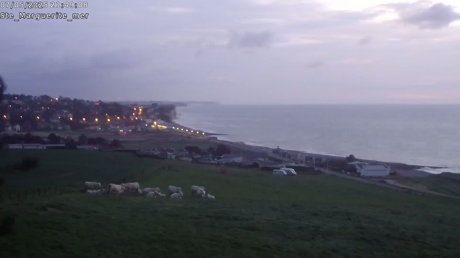 A herd of white cattle grazes on a grassy hillside overlooking a coastal town and a calm, twilight sea.