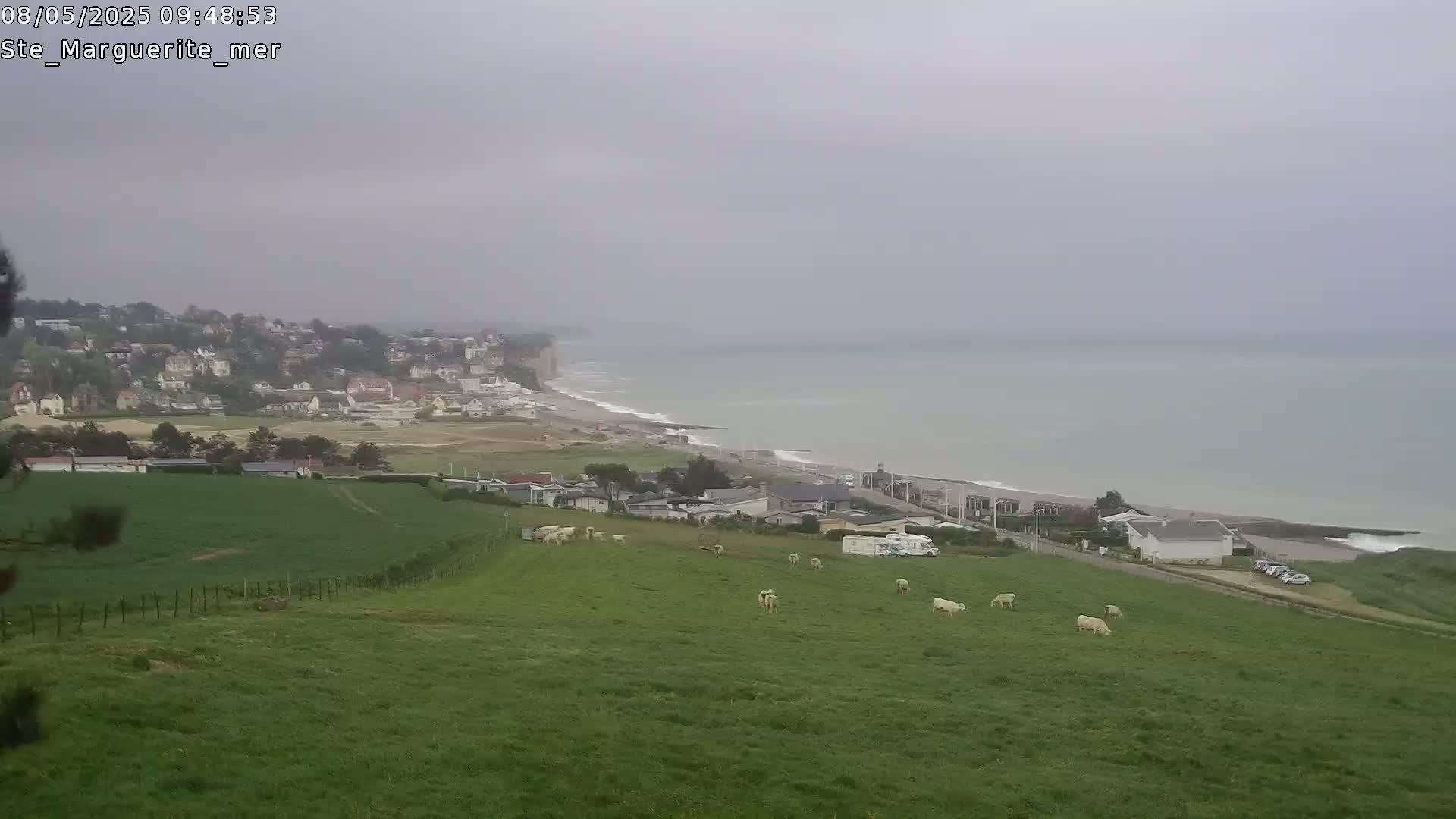 A coastal town sits below a grassy hillside where several white cattle graze, all under an overcast sky.