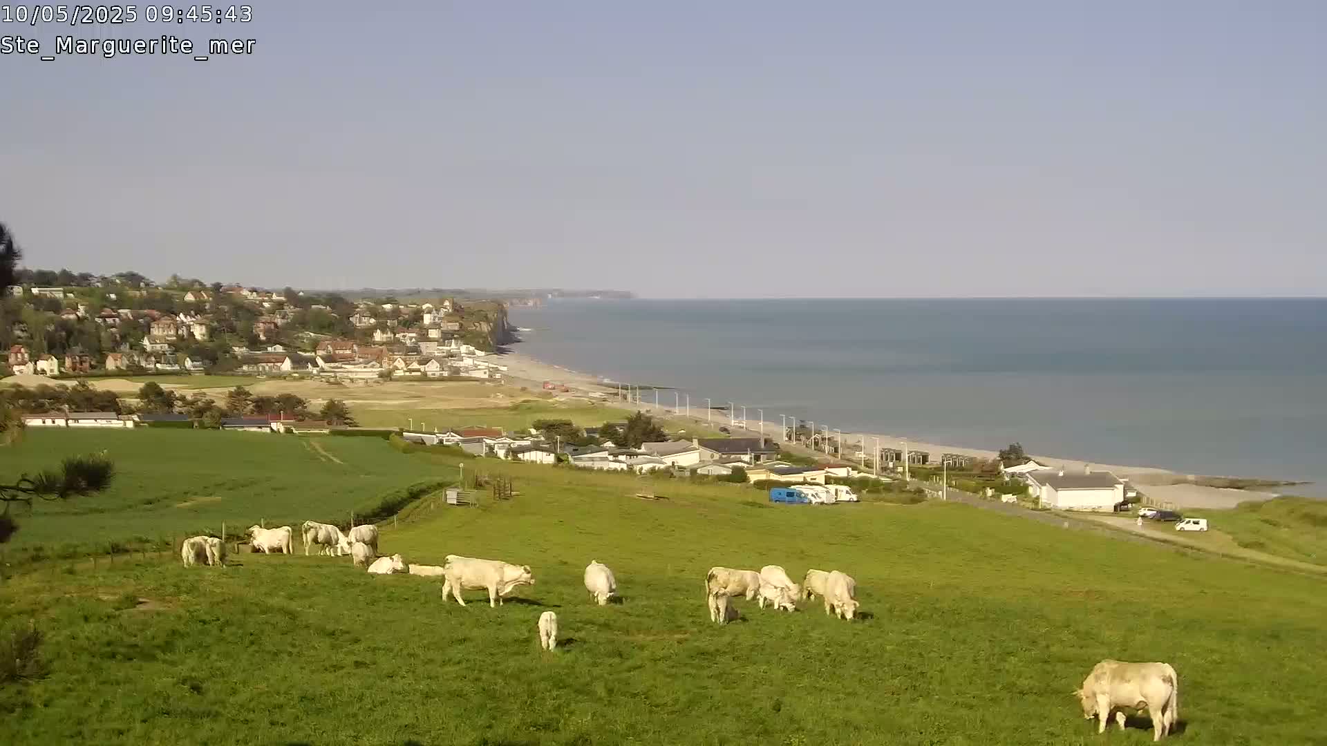 A herd of white cattle graze in a green pasture overlooking a coastal town and a calm ocean under a clear sky.