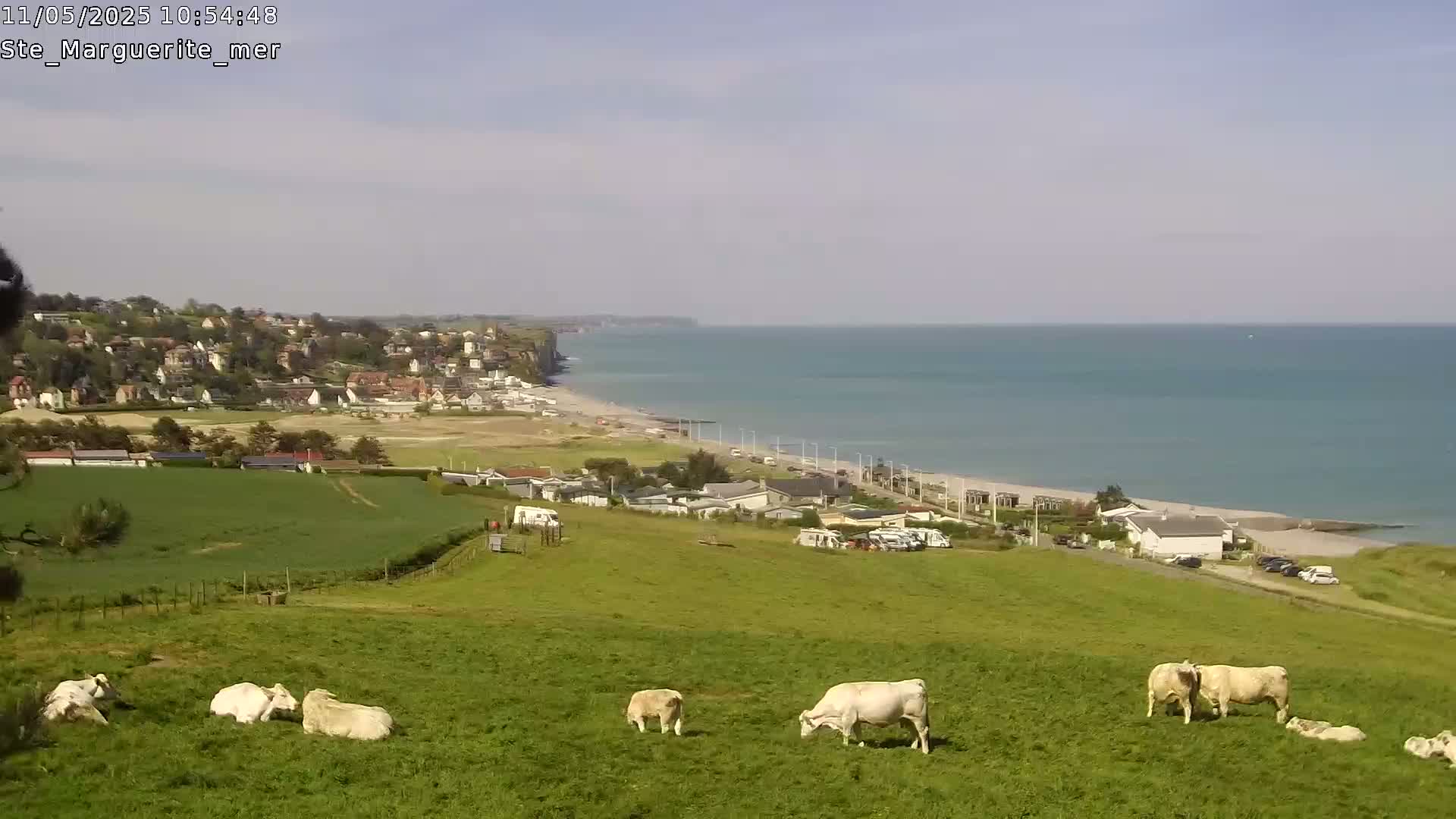 White cows graze in a green field overlooking a coastal town, beach, and calm ocean under a clear sky.