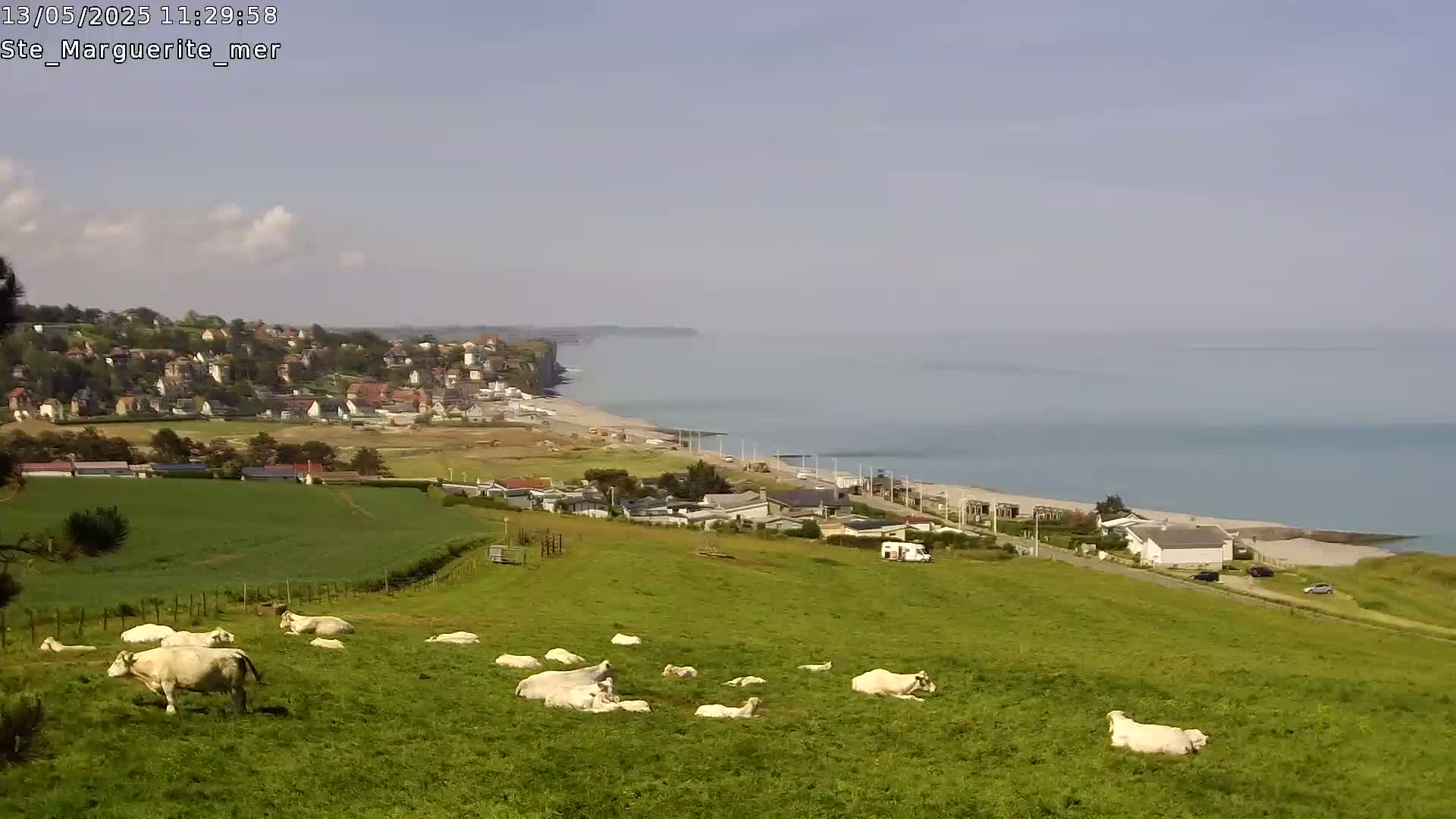 A coastal town sits below a grassy hillside where white cattle graze on a sunny day.