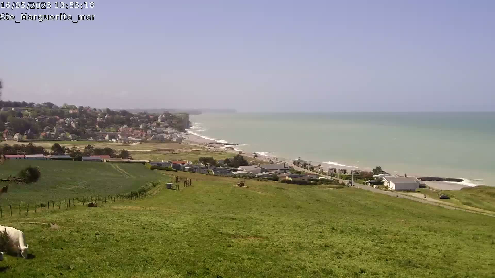 A white cow grazes in a green field overlooking a coastal town and a calm ocean under a clear sky.