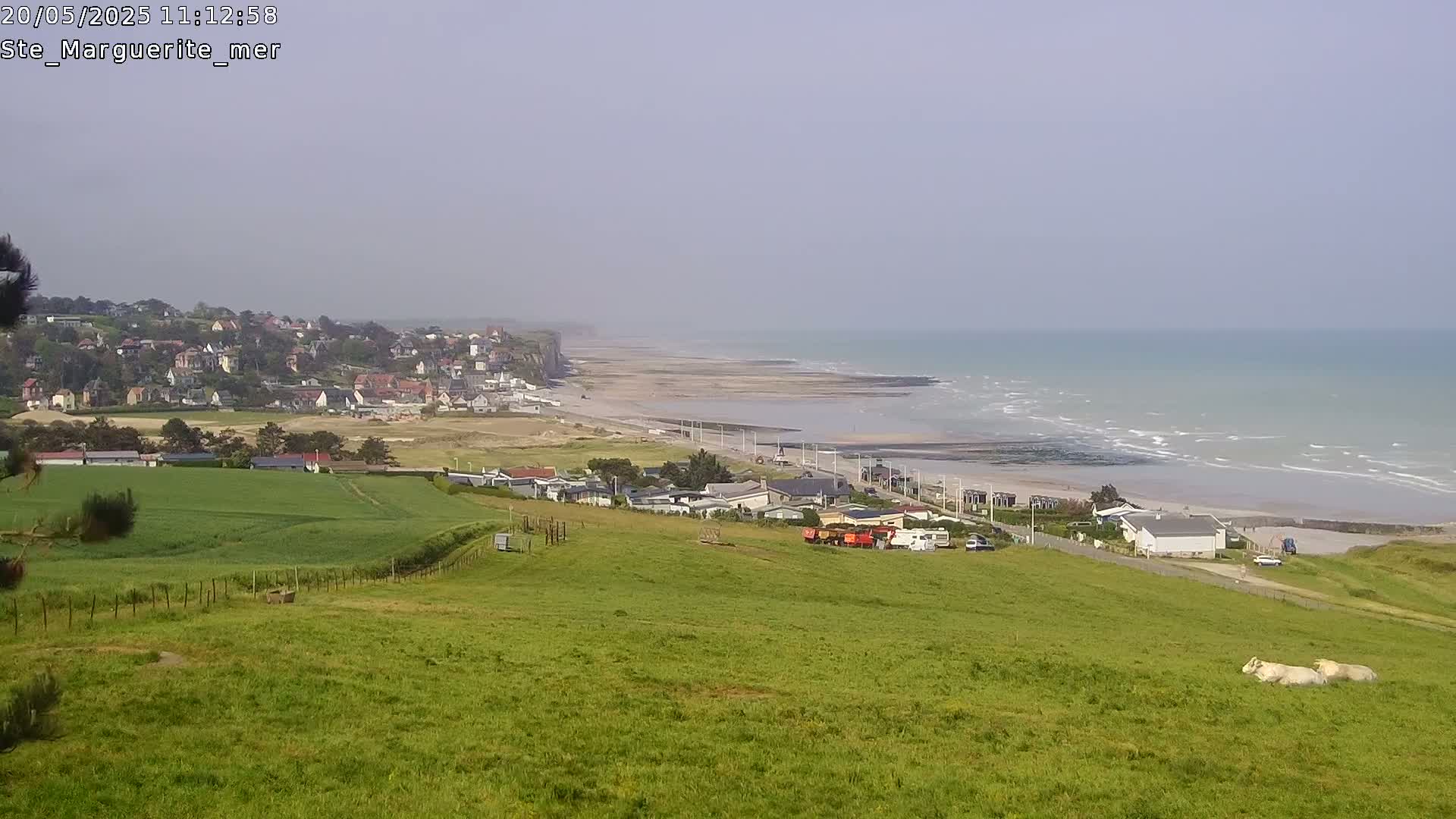 A coastal town sits atop a cliff overlooking a long sandy beach and a calm ocean under a hazy sky, with a grassy hillside in the foreground featuring two light-colored cows.