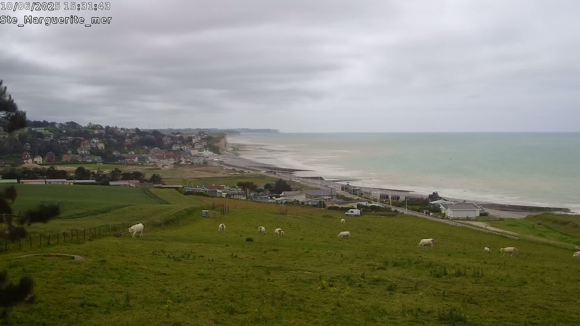 A coastal town sits atop a cliff overlooking a calm, overcast ocean, with several white cows grazing in a field in the foreground.