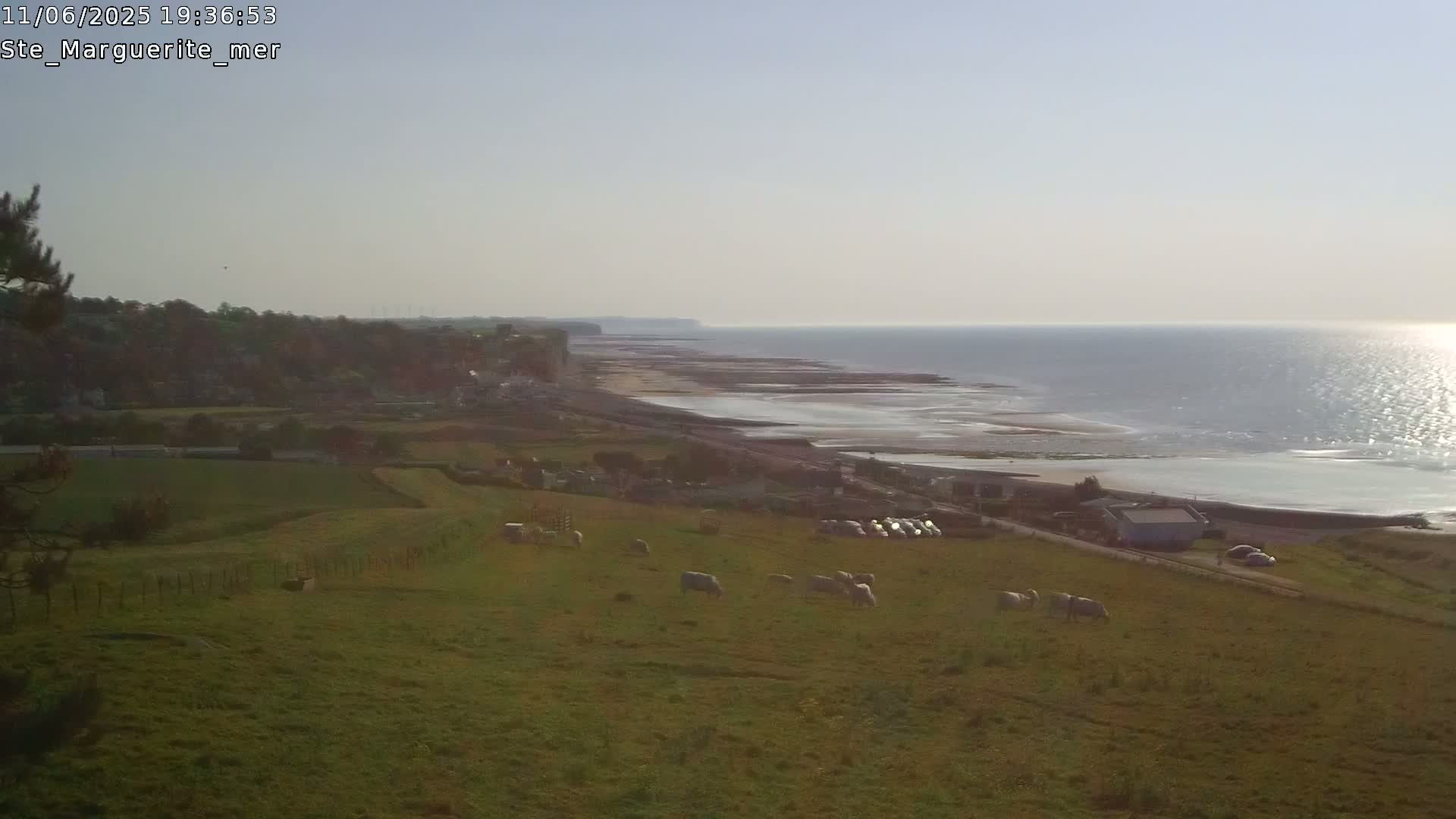 A grassy hillside with sheep overlooks a beach and ocean under a clear sky.