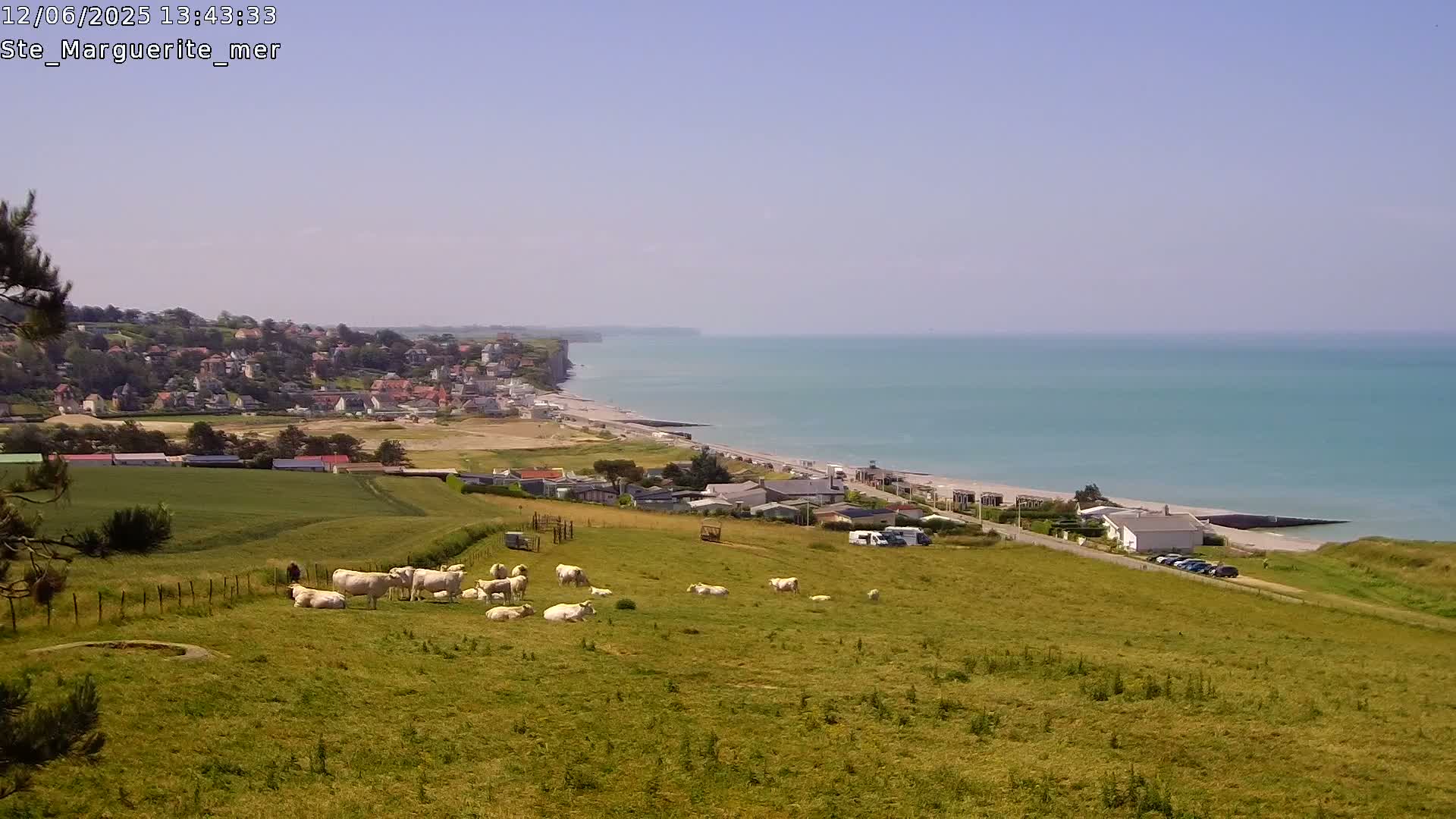A coastal town sits below a grassy hill where white cattle graze, overlooking a calm, light-blue ocean on a sunny day.