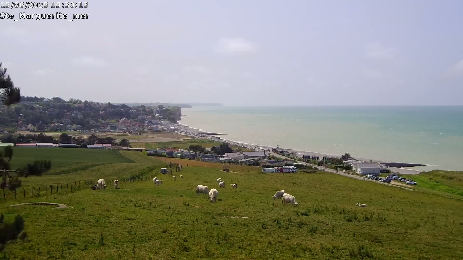 A coastal scene under a mostly clear sky shows white cattle grazing in a grassy field overlooking a town, a beach, and a calm sea with white cliffs in the distance.