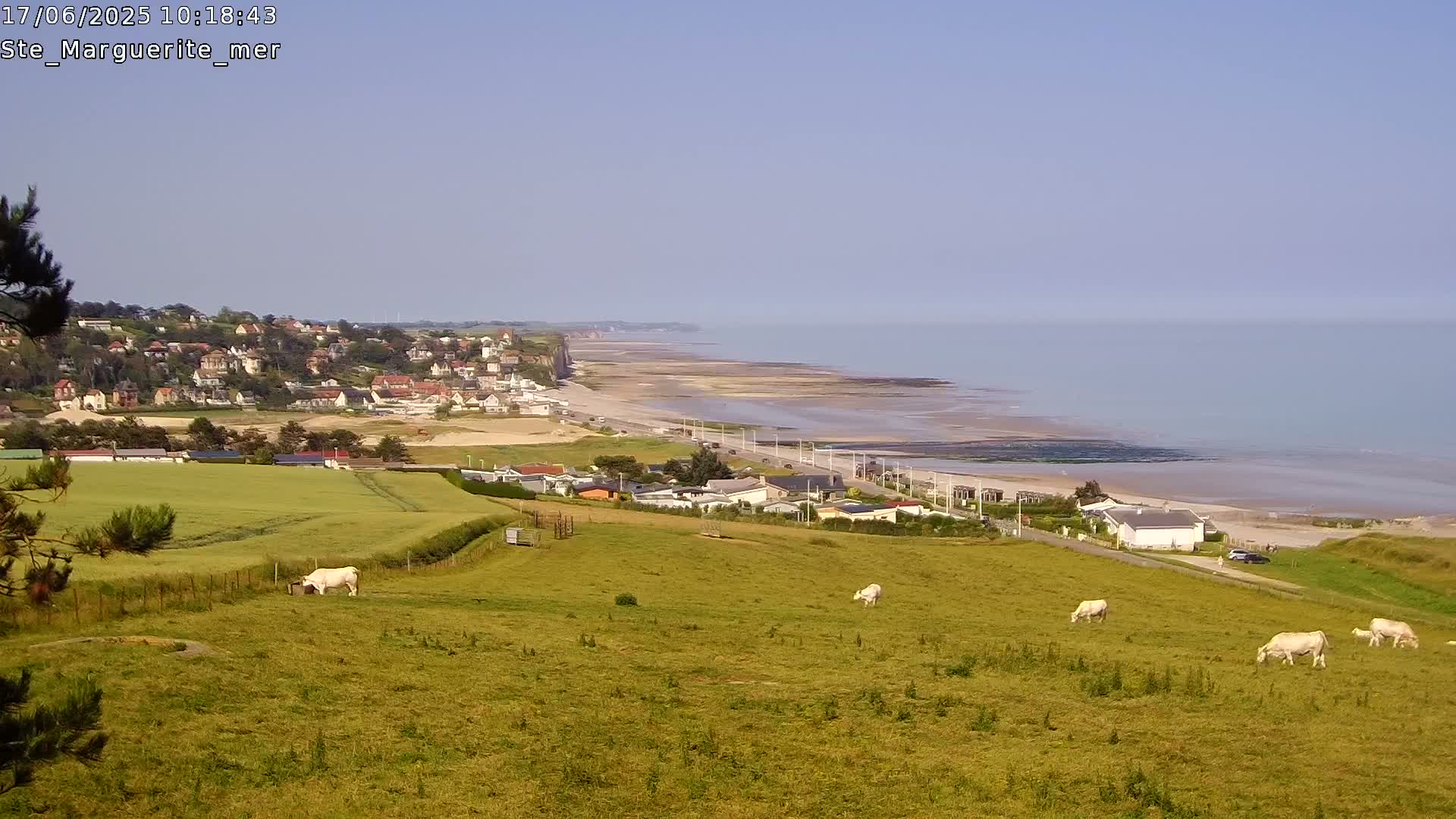 A coastal town sits atop a cliff overlooking a long, sandy beach and calm ocean under a clear, sunny sky, with several white cattle grazing in a field in the foreground.