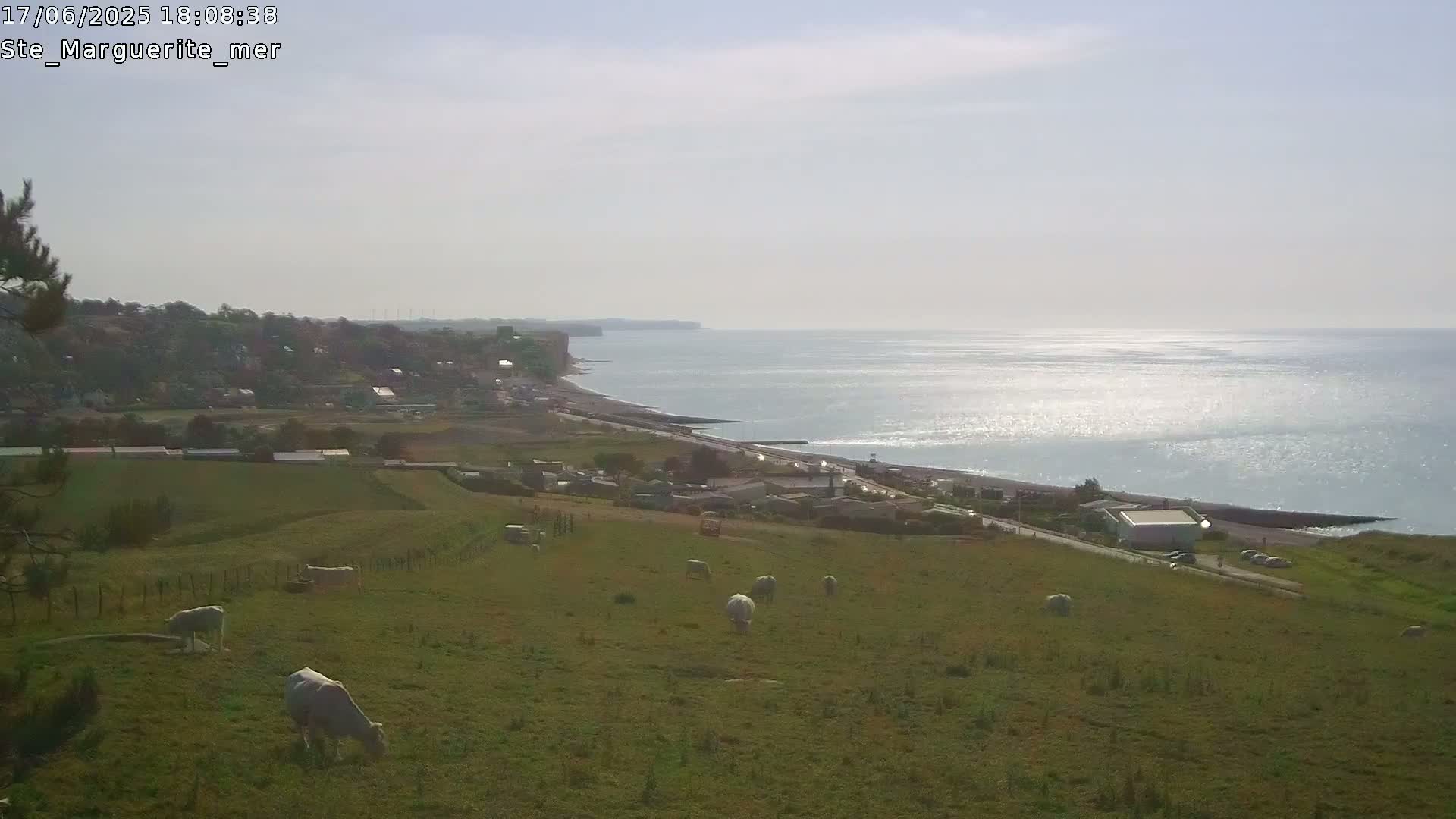 A coastal town sits beside a calm sea under a bright, slightly hazy sky, with several cattle grazing in a nearby pasture.