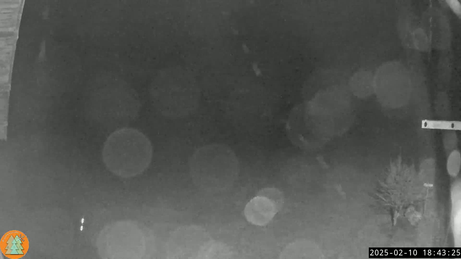 A blurry, nighttime grayscale image shows a dark yard with a small bush in the bottom right corner, speckled with out-of-focus bright spots.