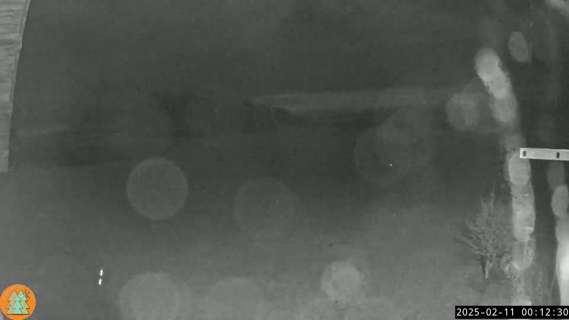 A nighttime, blurry grayscale image shows a dark, outdoor scene with some vegetation on the right, illuminated by an unknown light source.