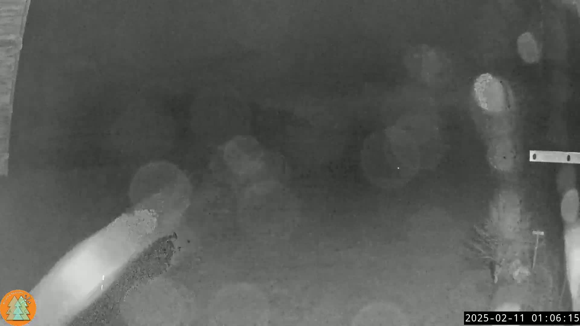 A grainy, low-light image shows indistinct shapes and blurry objects on the ground, possibly at night.