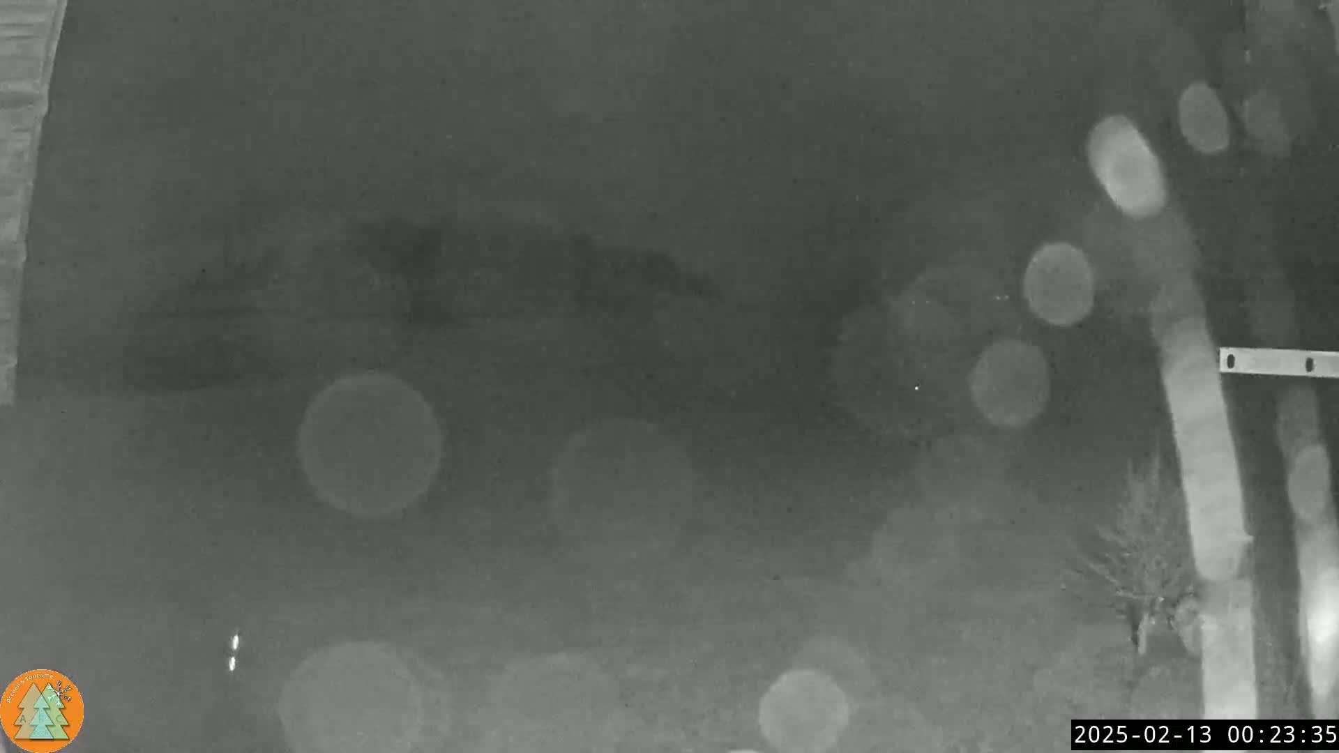 A blurry, nighttime, grayscale image shows an outdoor scene with a bush or small tree in the lower right corner and indistinct shapes suggesting vegetation and possibly a structure in the distance under a dark sky.