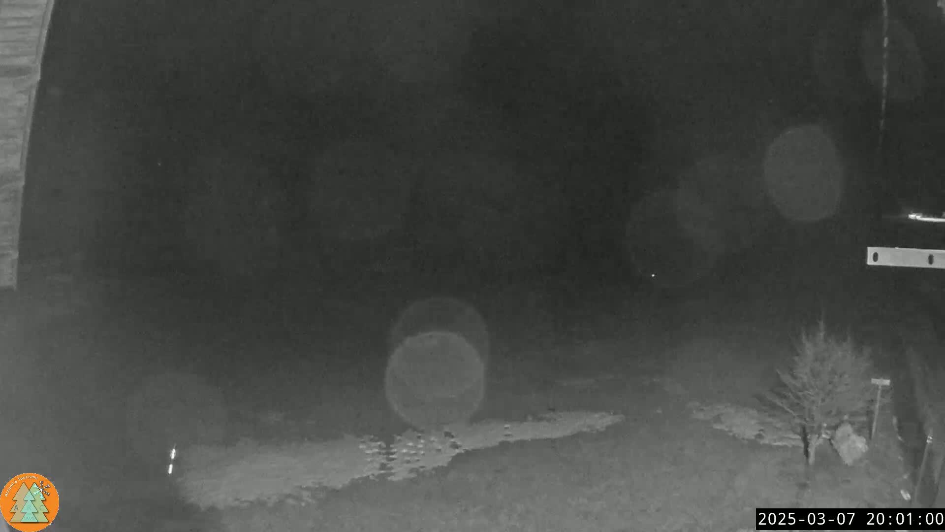 A nighttime, low-light view of a snow-covered yard with a small tree and blurry lights in the background.