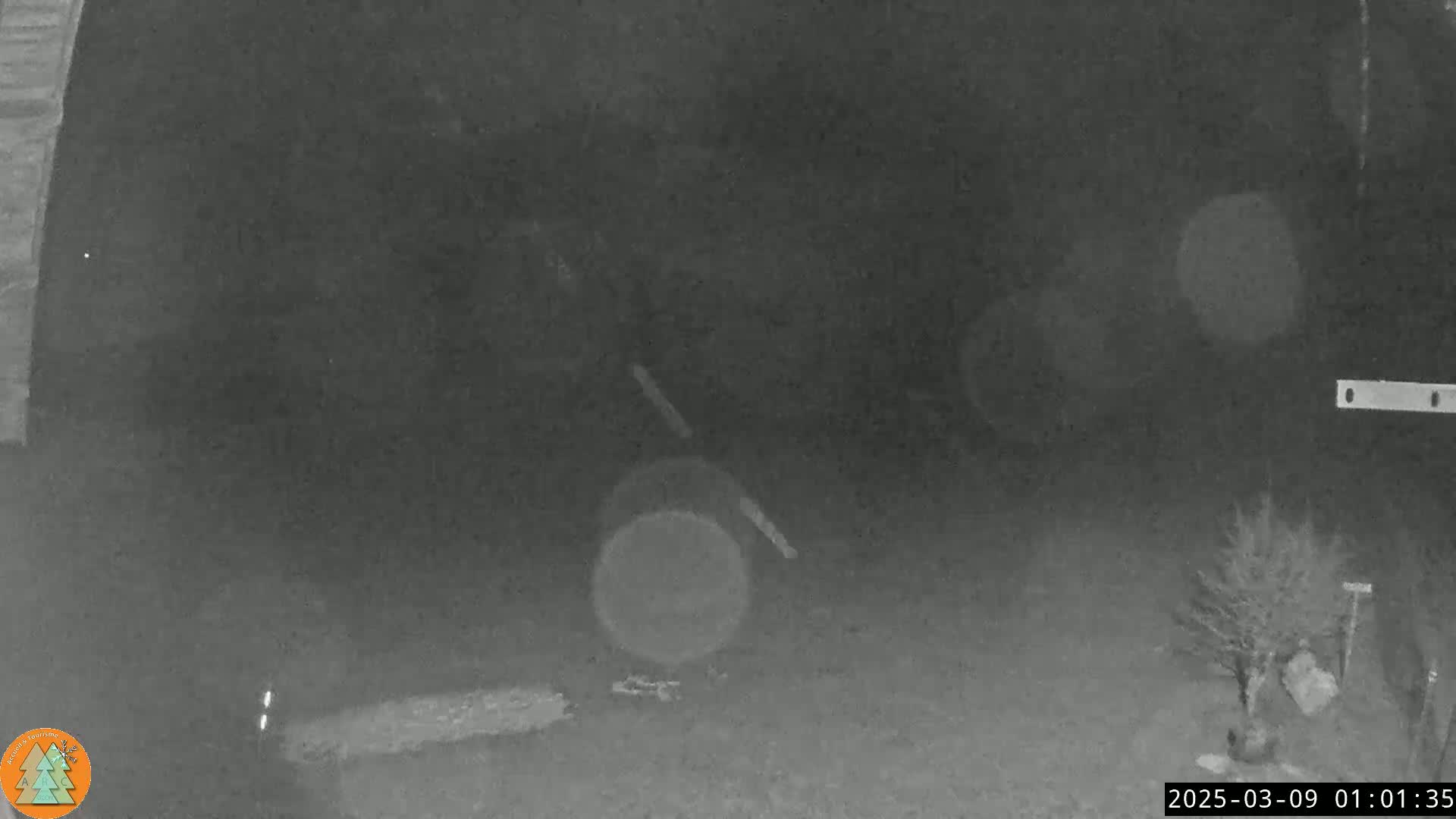 A nighttime, low-light image shows a dark yard with a small tree and blurry indistinct objects on the ground.