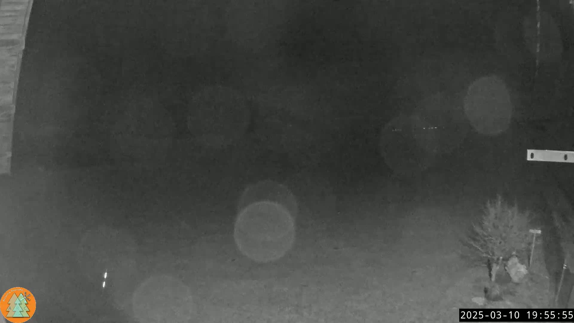 A nighttime, low-light image shows a dark yard with a small tree and blurry lights in the distance.