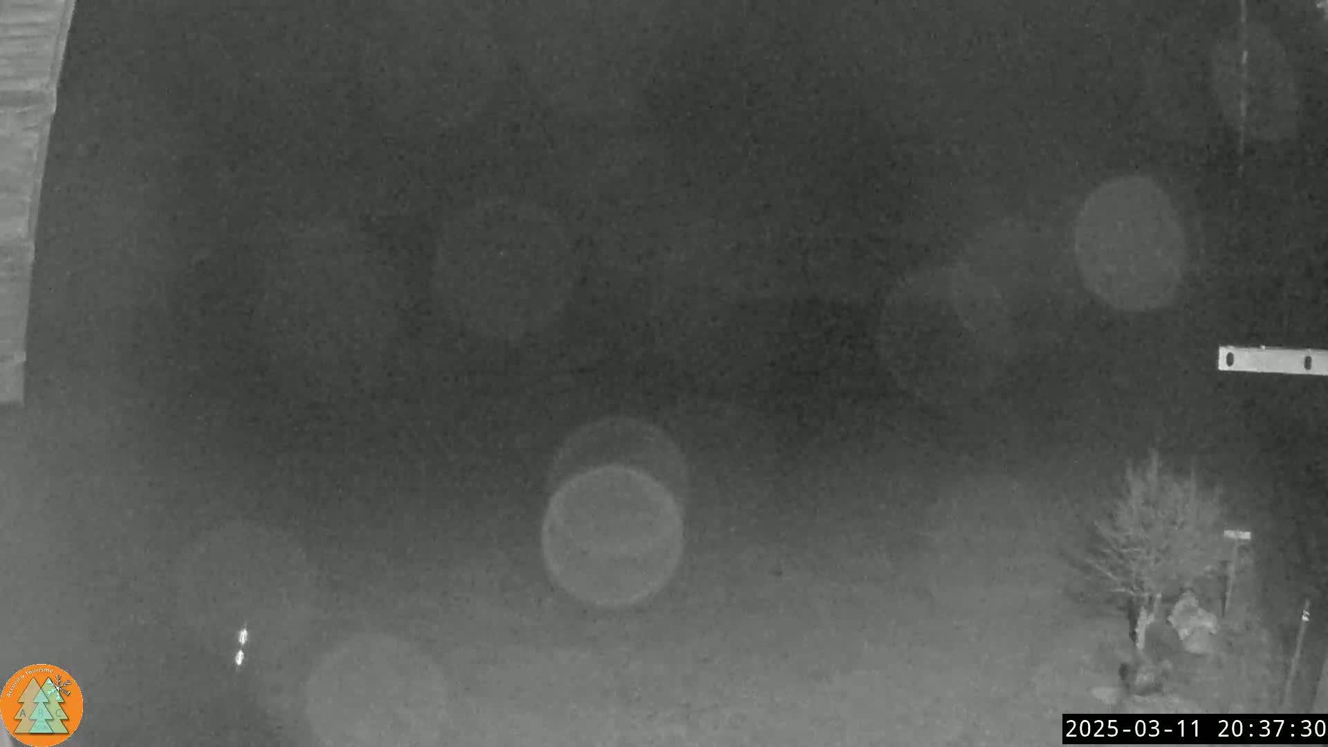 A nighttime, blurry, low-light security camera view shows a mostly empty, dark yard with a small tree and some out-of-focus light sources.
