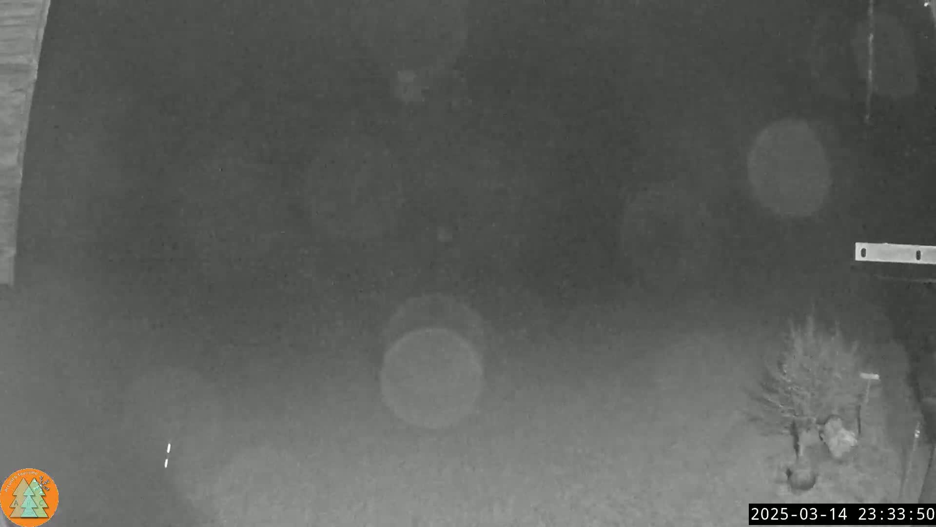 A nighttime, grainy security camera image shows a dark yard with a small shrub in the bottom right corner, and blurry, light-colored spots scattered across the scene.
