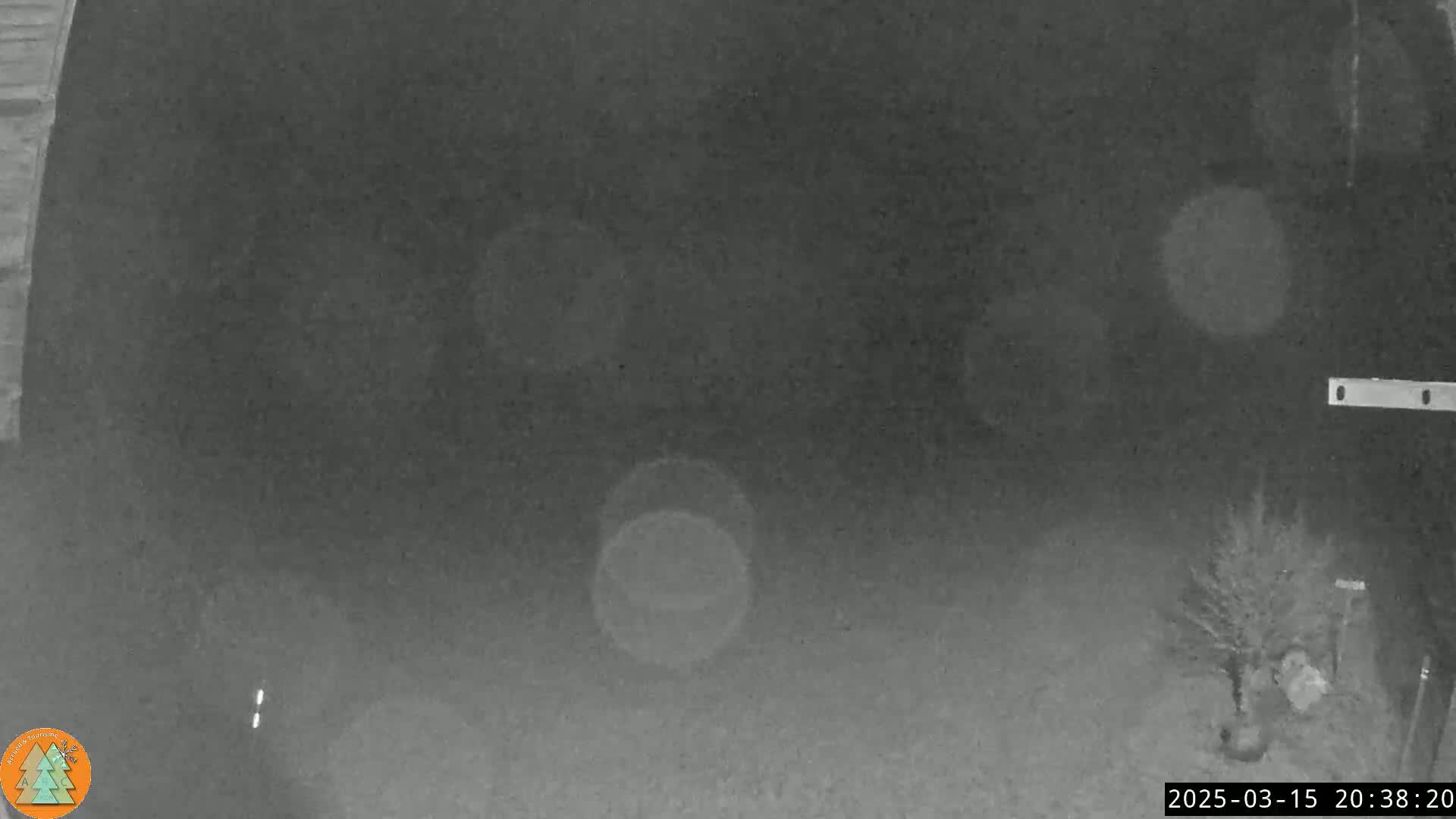 A nighttime, low-light image shows a blurry view of a yard with a small tree or shrub in the bottom right corner.