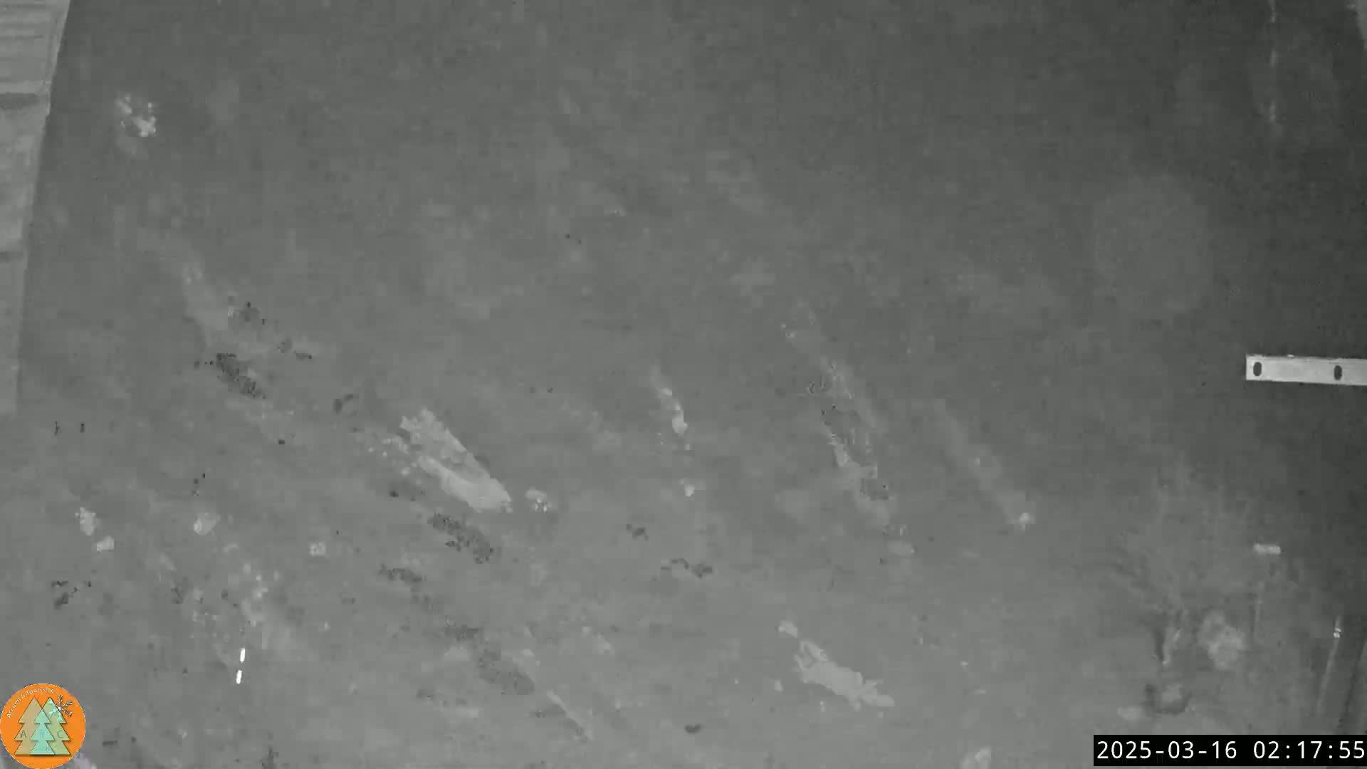 A grainy, dark gray surface shows scattered debris and markings under low-light conditions.