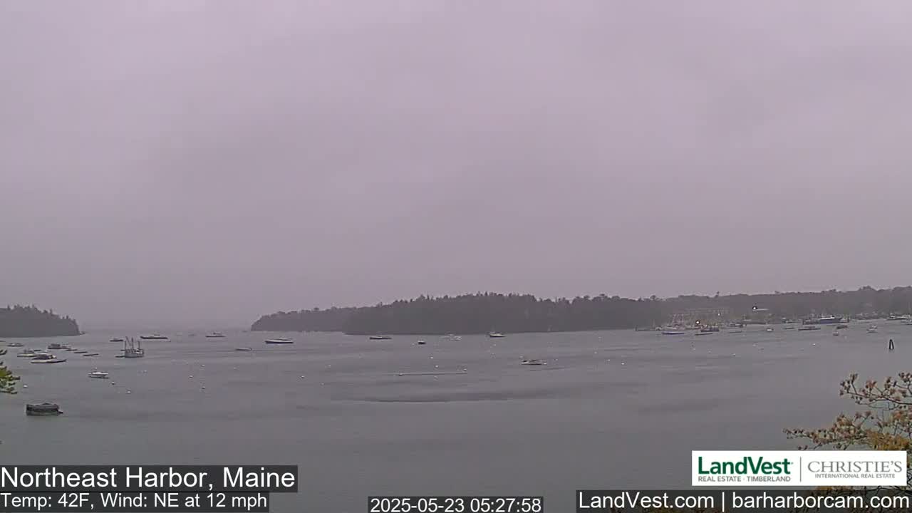 A hazy, overcast view of a harbor with numerous boats and a treeline in the background.