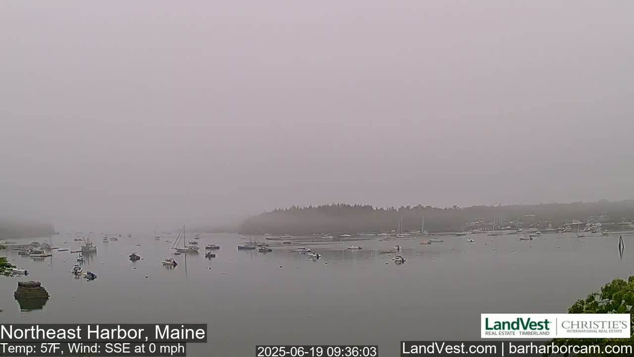 A foggy harbor scene shows numerous small boats moored in calm water, with a tree line visible in the background.
